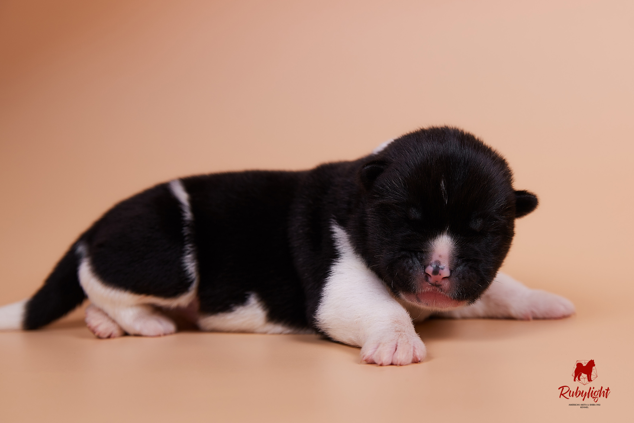 Щенки американской акиты в Санкт-Петербурге, Питомник Рубилайт Rubylight kennel 
Отец: IMAGINE DRAGON (Ruthdales Makin A Statement & Dancing Queen) 
Мать: INFINIT HAPPY (Restyl-ing Paradise Sander & Airish Cream)  