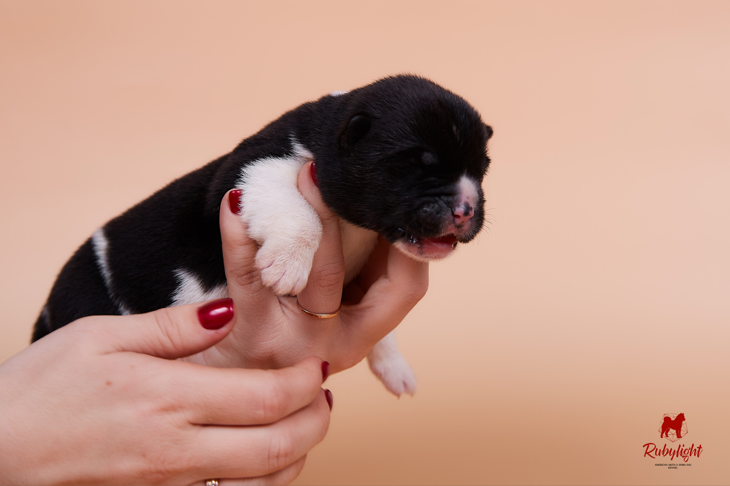 Щенки американской акиты в Санкт-Петербурге, Питомник Рубилайт Rubylight kennel 
Отец: IMAGINE DRAGON (Ruthdales Makin A Statement & Dancing Queen) 
Мать: INFINIT HAPPY (Restyl-ing Paradise Sander & Airish Cream)  