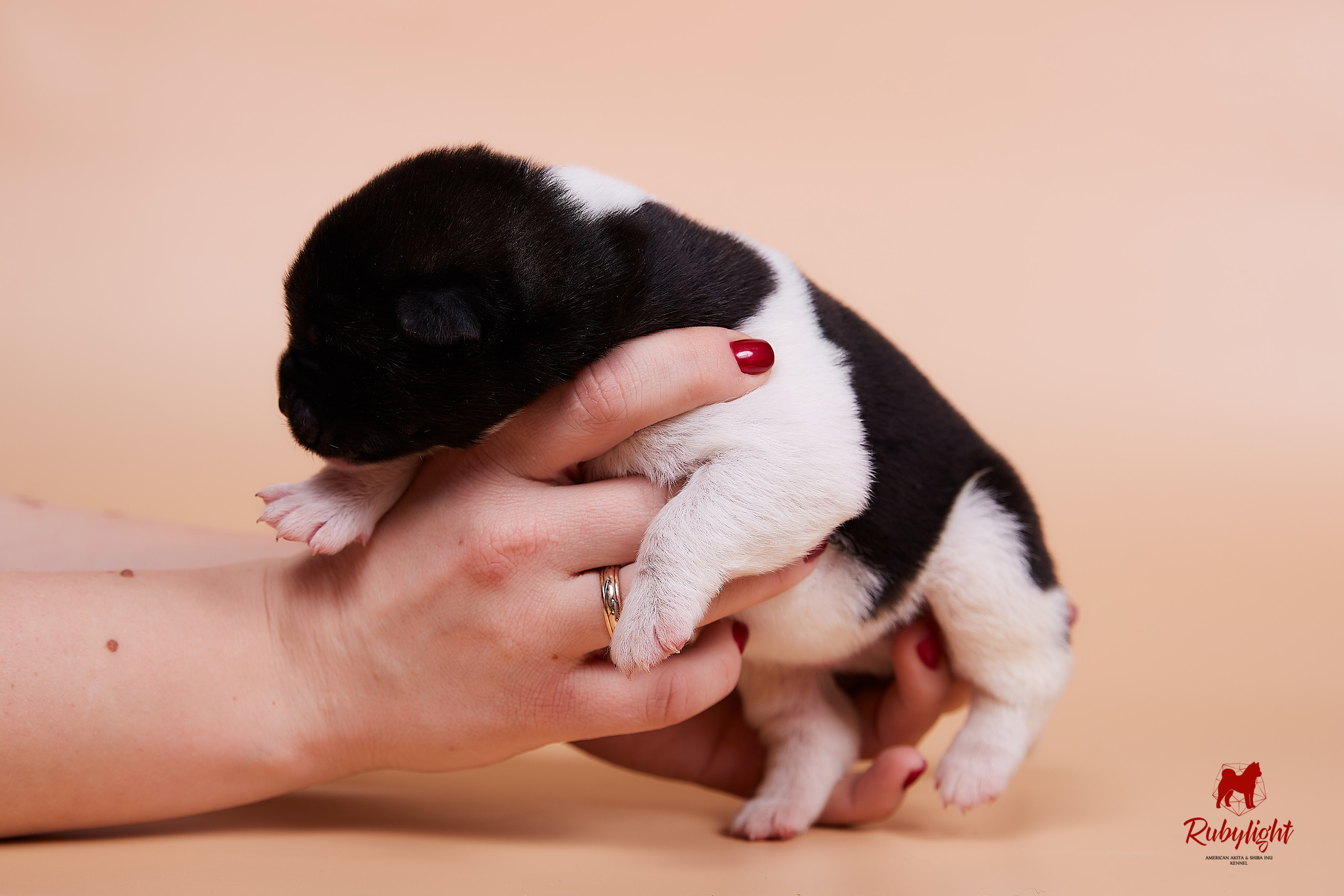 Щенки американской акиты в Санкт-Петербурге, Питомник Рубилайт Rubylight kennel 
Отец: IMAGINE DRAGON (Ruthdales Makin A Statement & Dancing Queen) 
Мать: INFINIT HAPPY (Restyl-ing Paradise Sander & Airish Cream)  