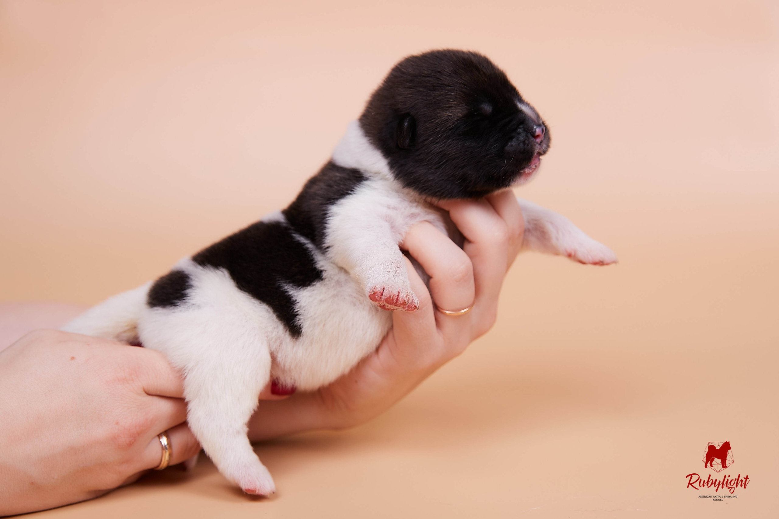 Щенки американской акиты в Санкт-Петербурге, Питомник Рубилайт Rubylight kennel 
Отец: IMAGINE DRAGON (Ruthdales Makin A Statement & Dancing Queen) 
Мать: INFINIT HAPPY (Restyl-ing Paradise Sander & Airish Cream)  