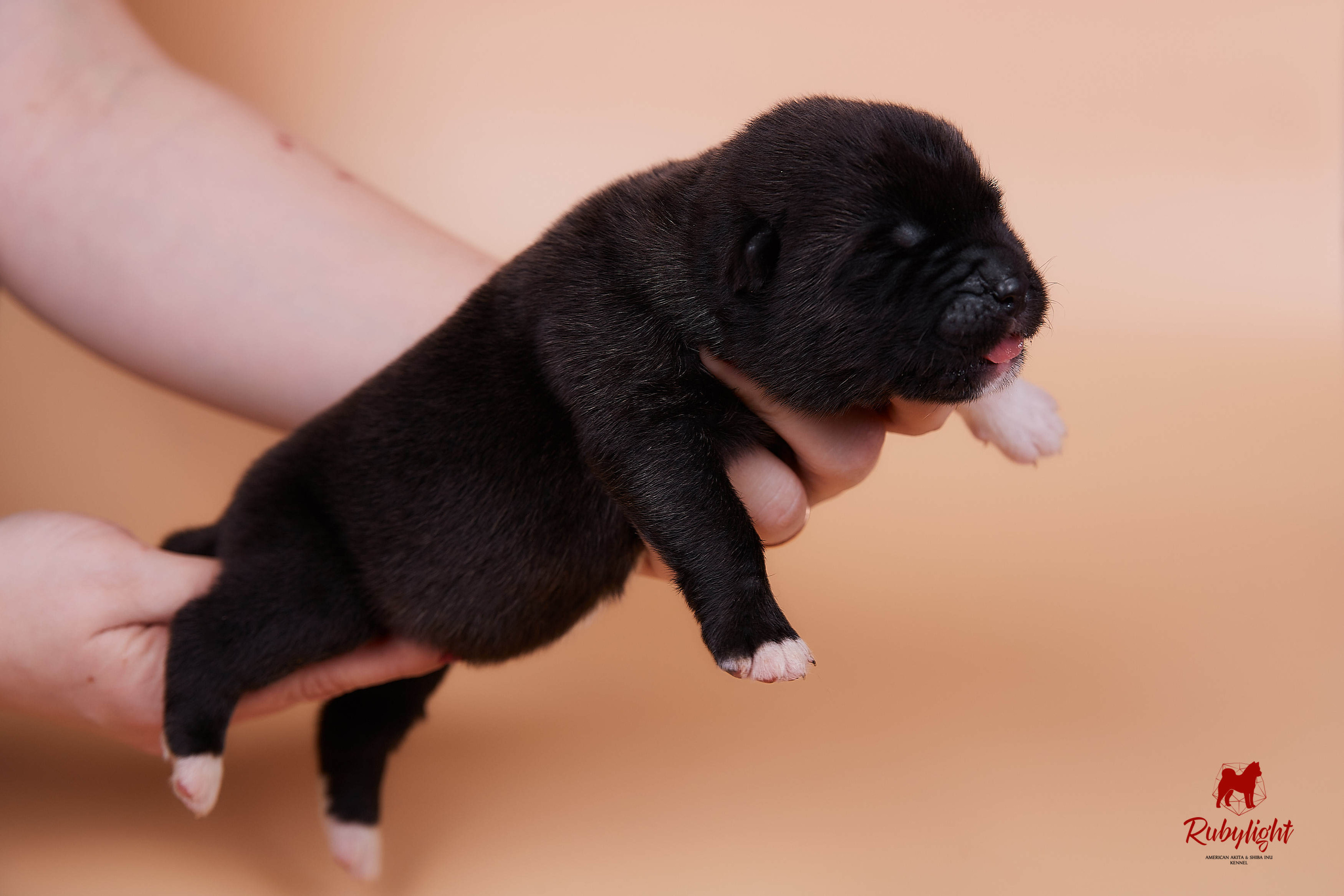 Щенки американской акиты в Санкт-Петербурге, Питомник Рубилайт Rubylight kennel 
Отец: IMAGINE DRAGON (Ruthdales Makin A Statement & Dancing Queen) 
Мать: INFINIT HAPPY (Restyl-ing Paradise Sander & Airish Cream)  