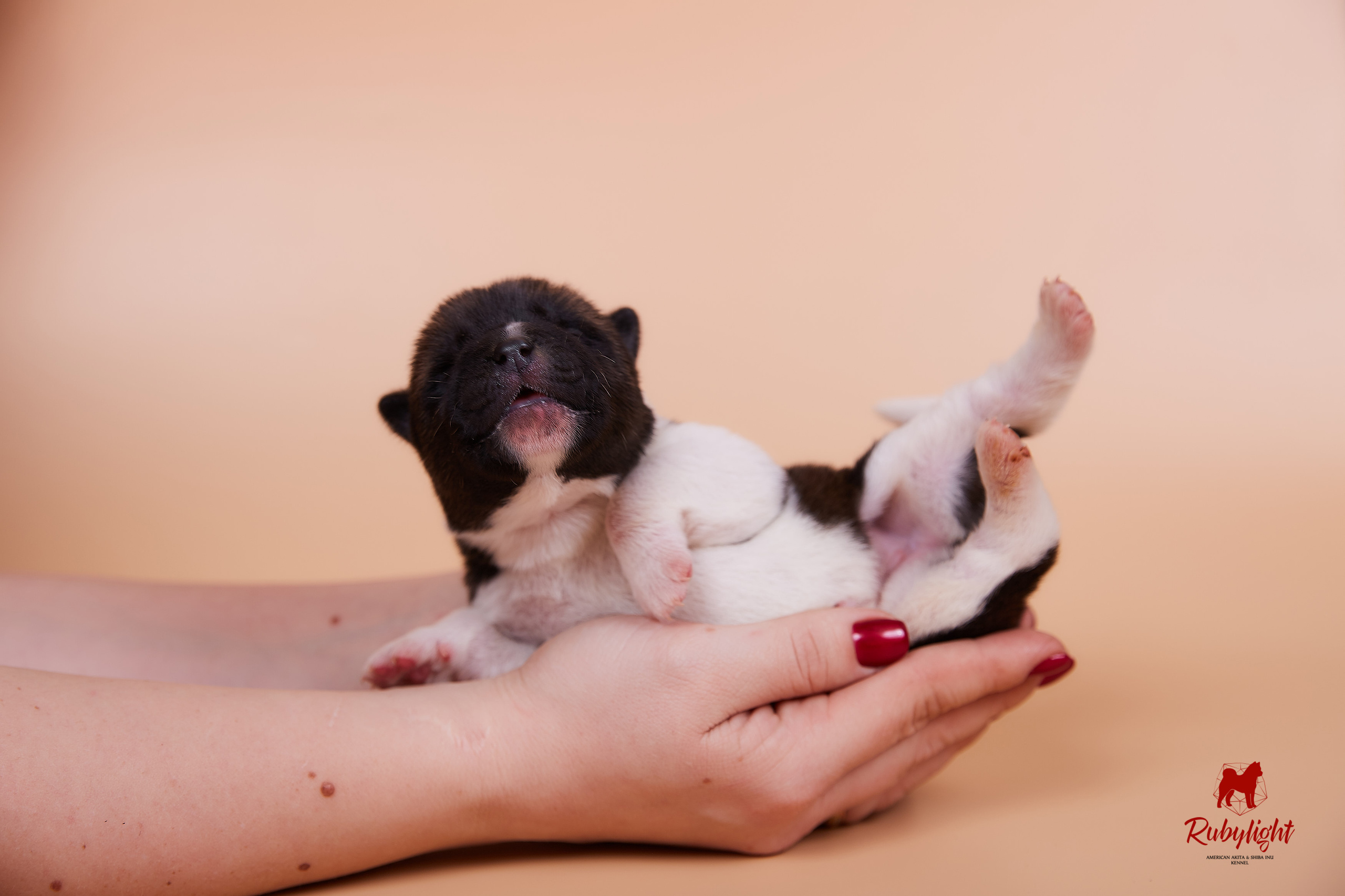 Щенки американской акиты в Санкт-Петербурге, Питомник Рубилайт Rubylight kennel 
Отец: IMAGINE DRAGON (Ruthdales Makin A Statement & Dancing Queen) 
Мать: INFINIT HAPPY (Restyl-ing Paradise Sander & Airish Cream)  