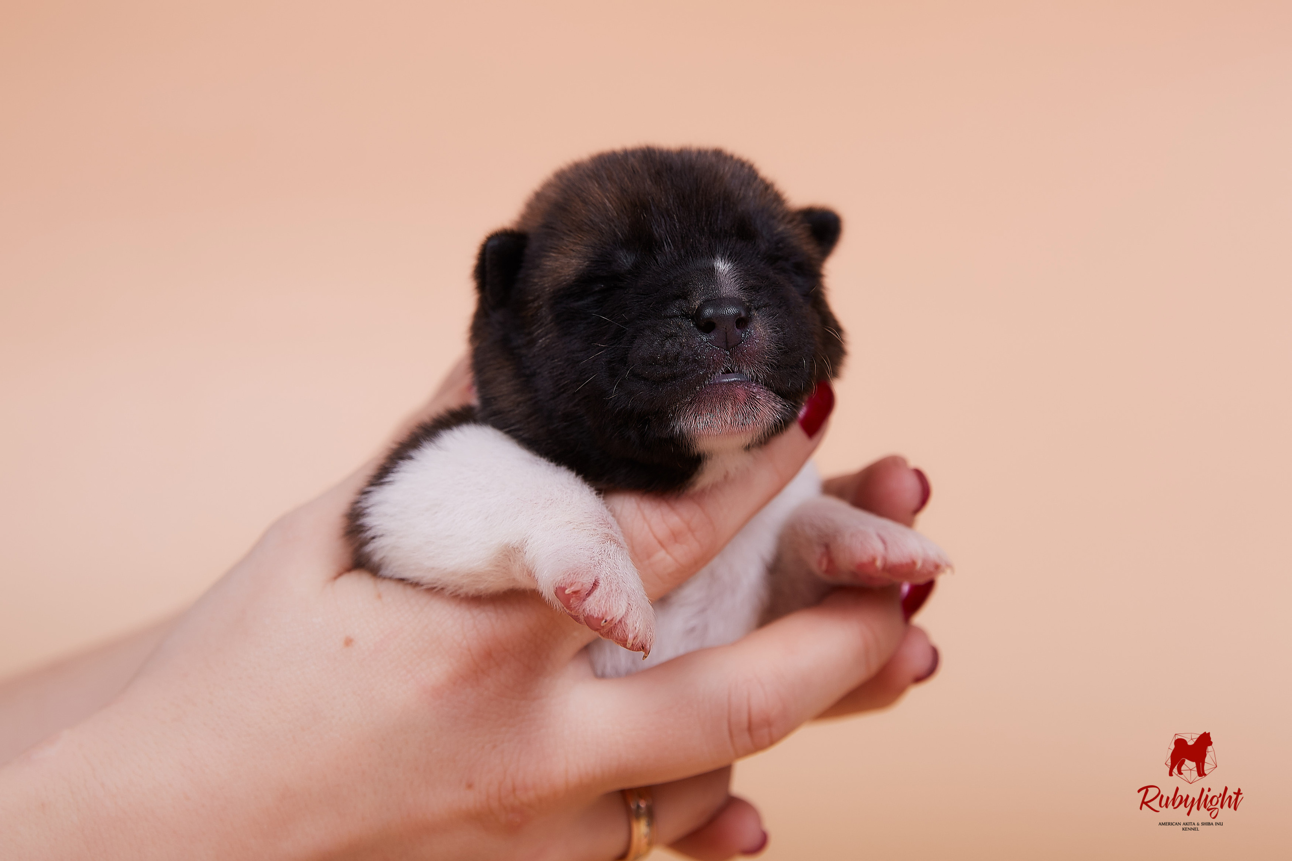 Щенки американской акиты в Санкт-Петербурге, Питомник Рубилайт Rubylight kennel 
Отец: IMAGINE DRAGON (Ruthdales Makin A Statement & Dancing Queen) 
Мать: INFINIT HAPPY (Restyl-ing Paradise Sander & Airish Cream)  