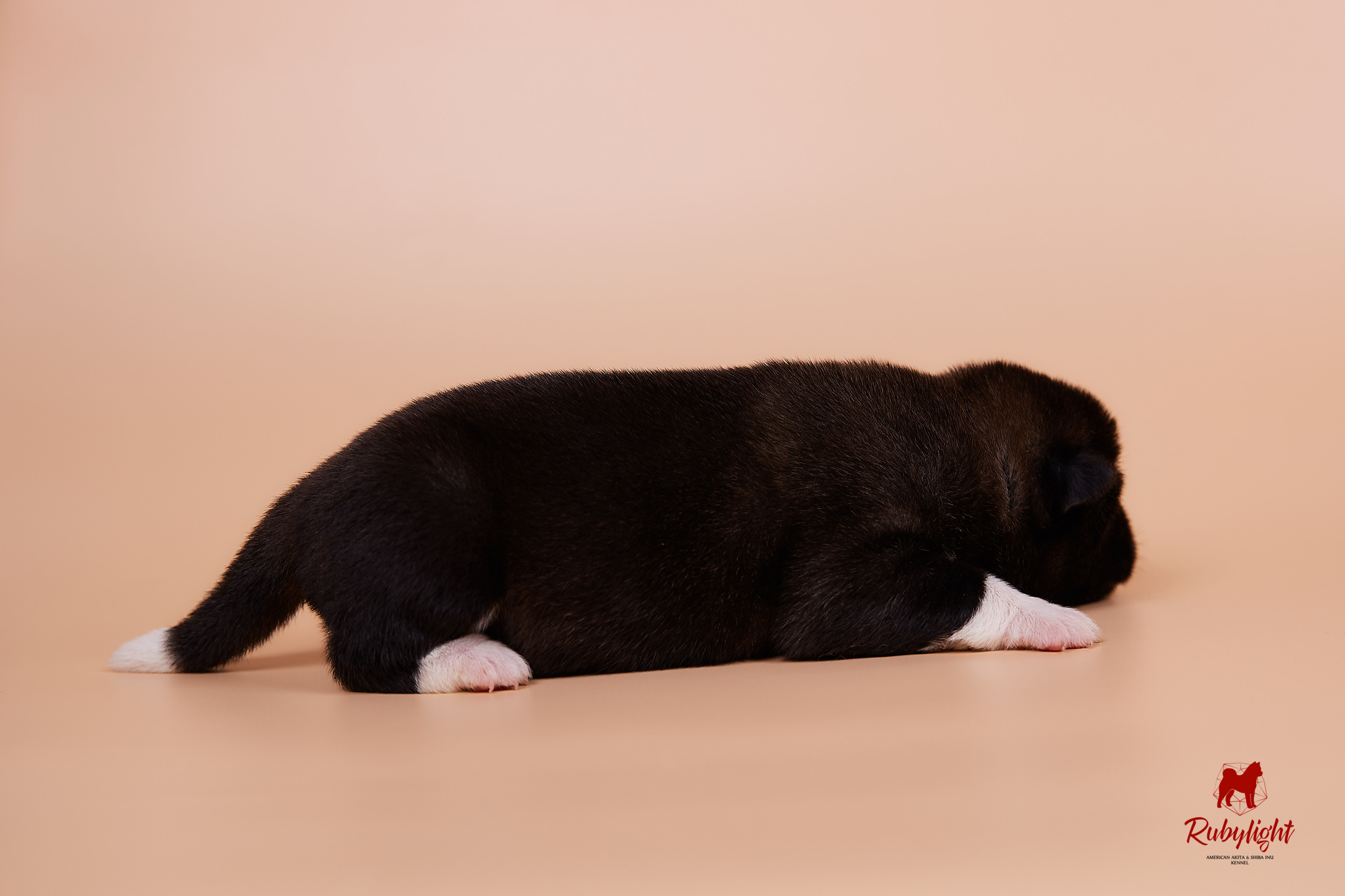 Щенки американской акиты в Санкт-Петербурге, Питомник Рубилайт Rubylight kennel 
Отец: IMAGINE DRAGON (Ruthdales Makin A Statement & Dancing Queen) 
Мать: INFINIT HAPPY (Restyl-ing Paradise Sander & Airish Cream)  