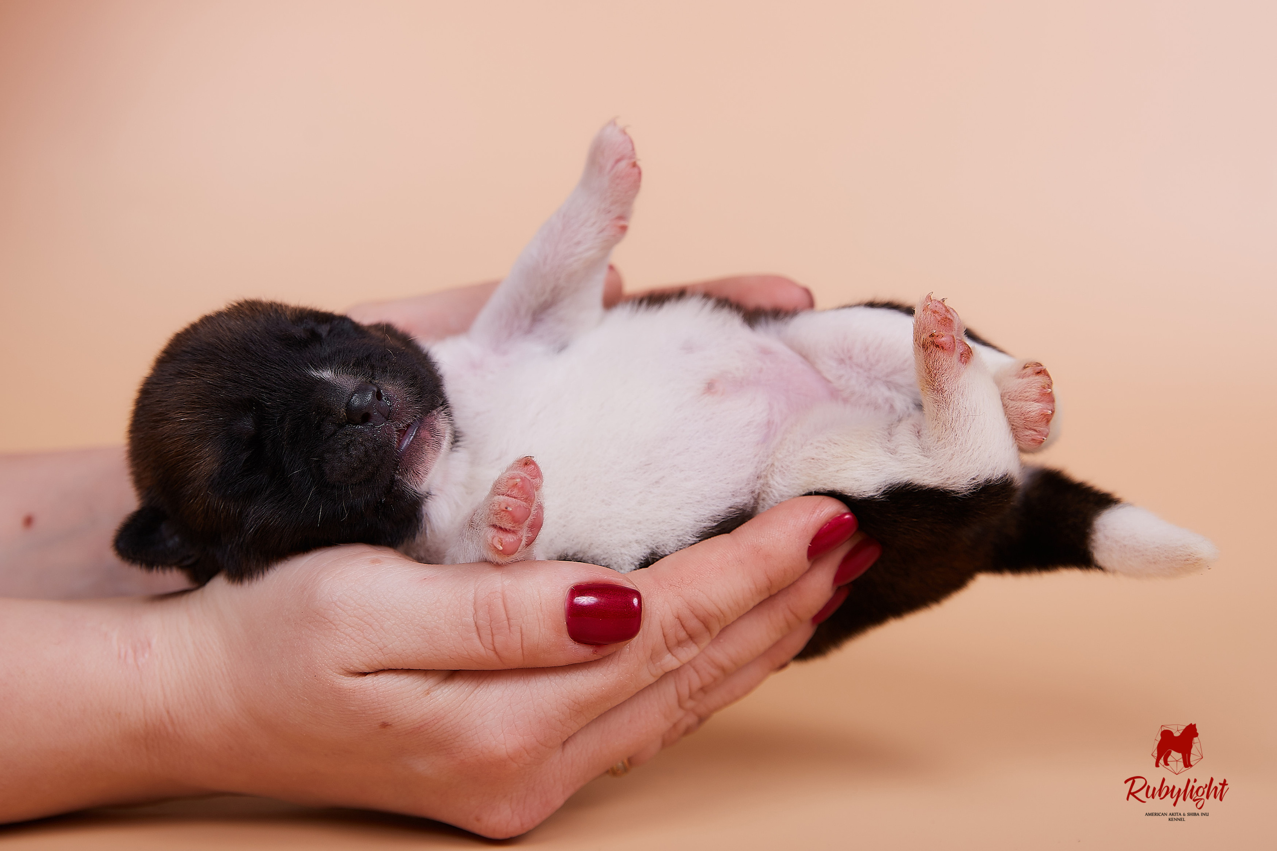 Щенки американской акиты в Санкт-Петербурге, Питомник Рубилайт Rubylight kennel 
Отец: IMAGINE DRAGON (Ruthdales Makin A Statement & Dancing Queen) 
Мать: INFINIT HAPPY (Restyl-ing Paradise Sander & Airish Cream)  