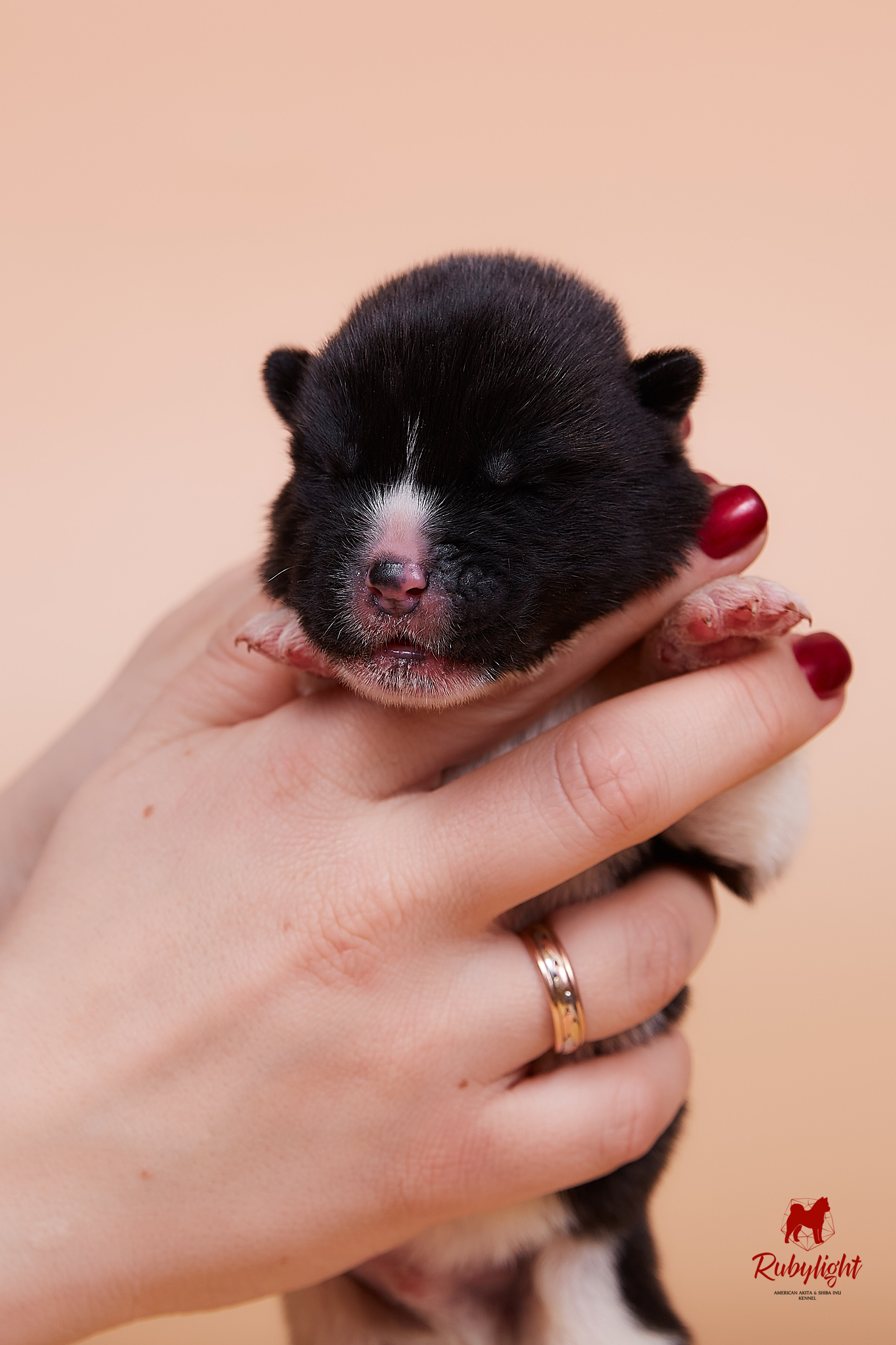 Щенки американской акиты в Санкт-Петербурге, Питомник Рубилайт Rubylight kennel 
Отец: IMAGINE DRAGON (Ruthdales Makin A Statement & Dancing Queen) 
Мать: INFINIT HAPPY (Restyl-ing Paradise Sander & Airish Cream)  