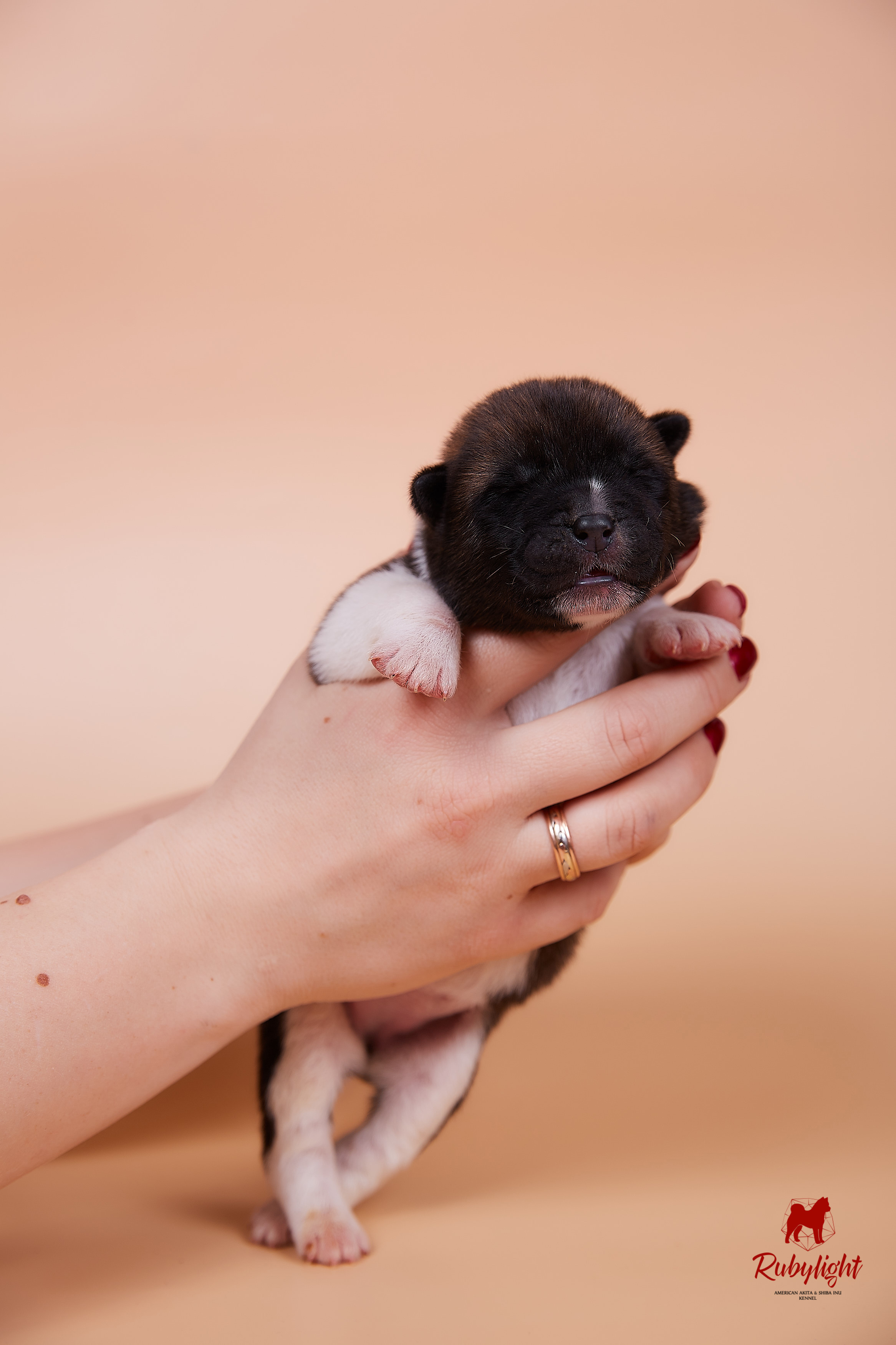 Щенки американской акиты в Санкт-Петербурге, Питомник Рубилайт Rubylight kennel 
Отец: IMAGINE DRAGON (Ruthdales Makin A Statement & Dancing Queen) 
Мать: INFINIT HAPPY (Restyl-ing Paradise Sander & Airish Cream)  