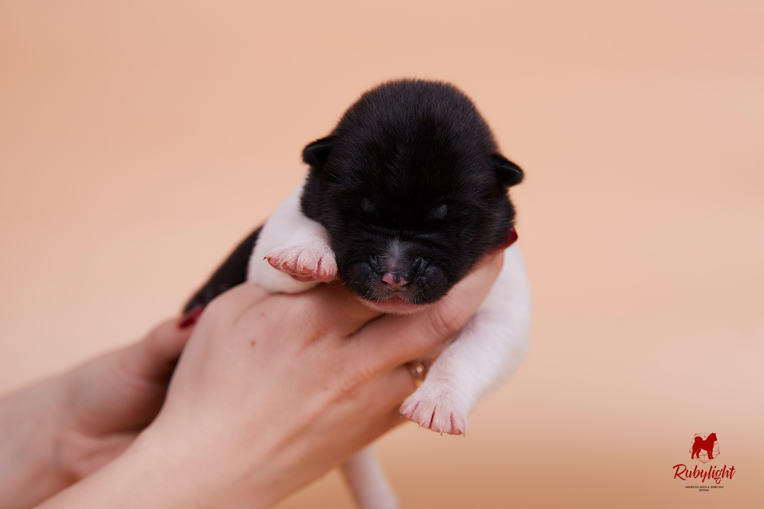 Щенки американской акиты в Санкт-Петербурге, Питомник Рубилайт Rubylight kennel 
Отец: IMAGINE DRAGON (Ruthdales Makin A Statement & Dancing Queen) 
Мать: INFINIT HAPPY (Restyl-ing Paradise Sander & Airish Cream)  