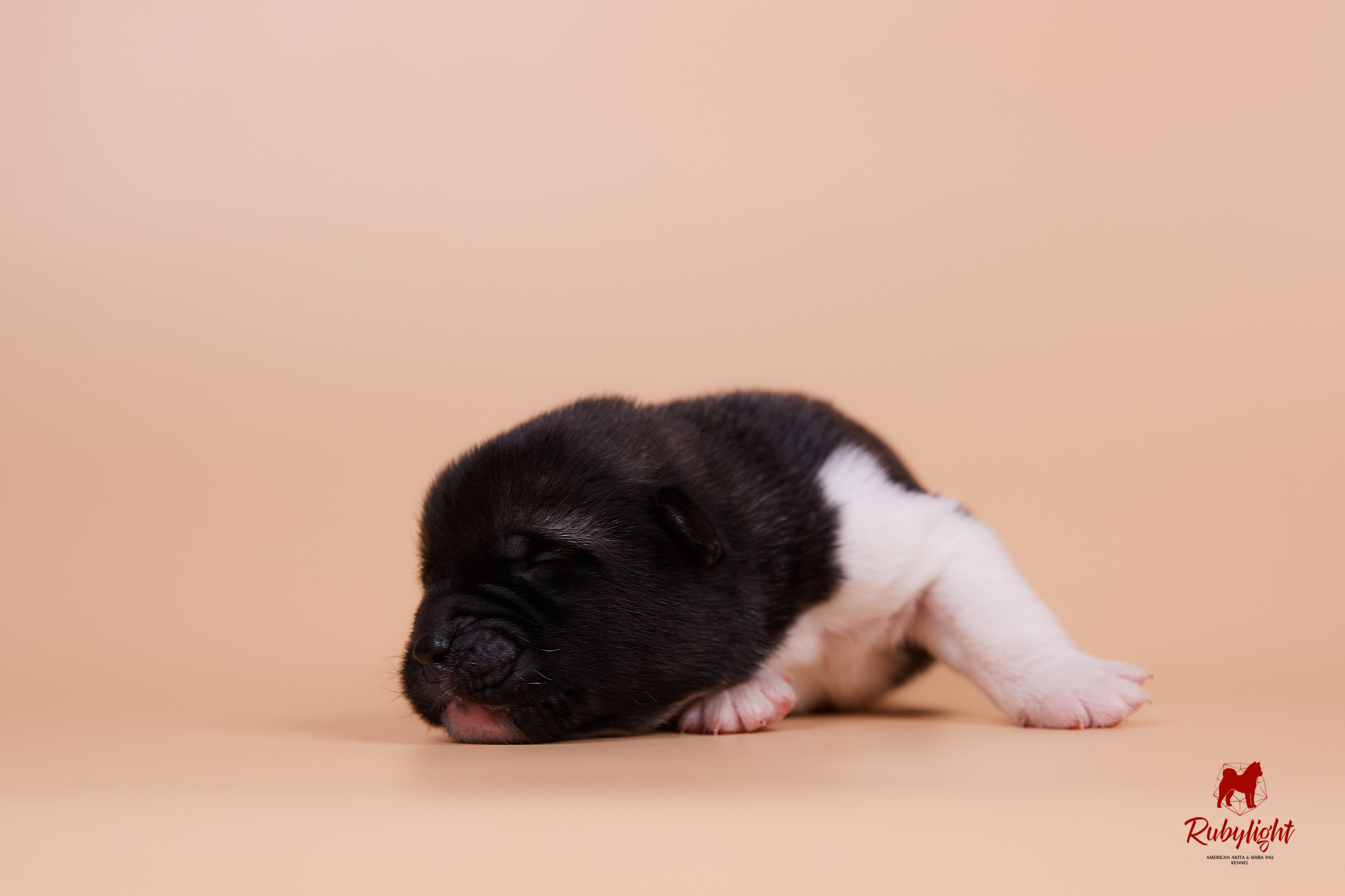 Щенки американской акиты в Санкт-Петербурге, Питомник Рубилайт Rubylight kennel 
Отец: IMAGINE DRAGON (Ruthdales Makin A Statement & Dancing Queen) 
Мать: INFINIT HAPPY (Restyl-ing Paradise Sander & Airish Cream)  