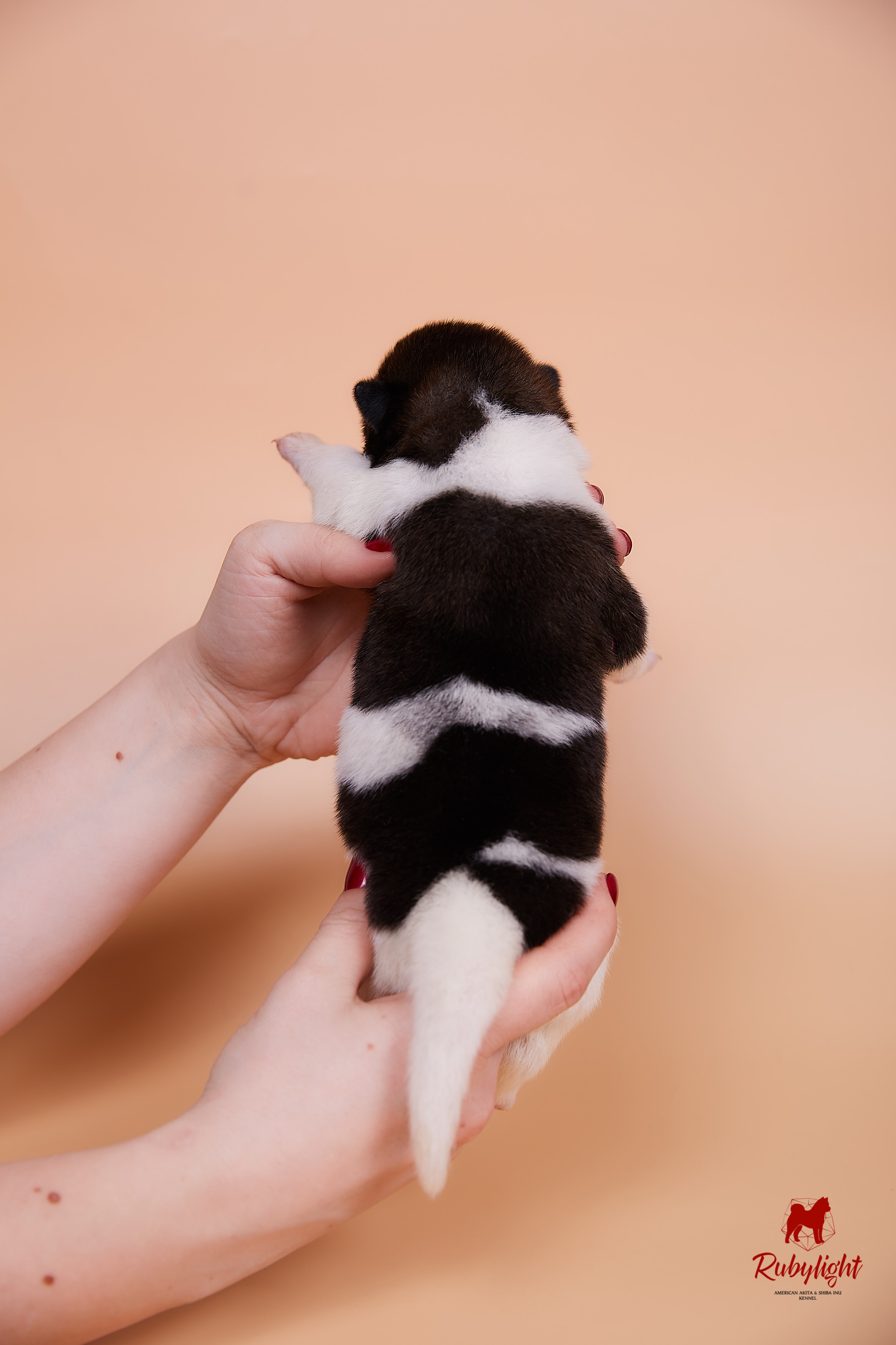 Щенки американской акиты в Санкт-Петербурге, Питомник Рубилайт Rubylight kennel 
Отец: IMAGINE DRAGON (Ruthdales Makin A Statement & Dancing Queen) 
Мать: INFINIT HAPPY (Restyl-ing Paradise Sander & Airish Cream)  