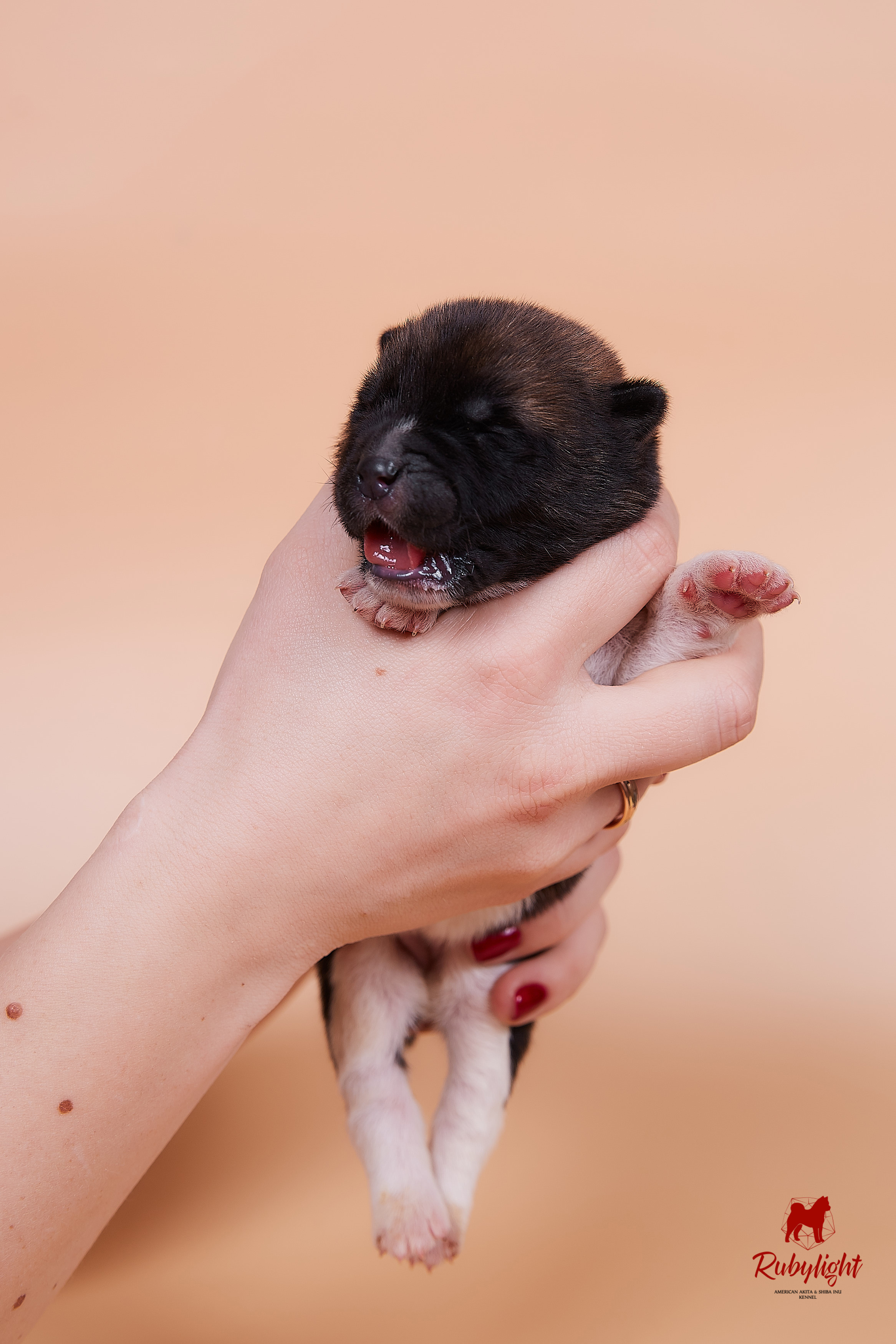 Щенки американской акиты в Санкт-Петербурге, Питомник Рубилайт Rubylight kennel 
Отец: IMAGINE DRAGON (Ruthdales Makin A Statement & Dancing Queen) 
Мать: INFINIT HAPPY (Restyl-ing Paradise Sander & Airish Cream)  