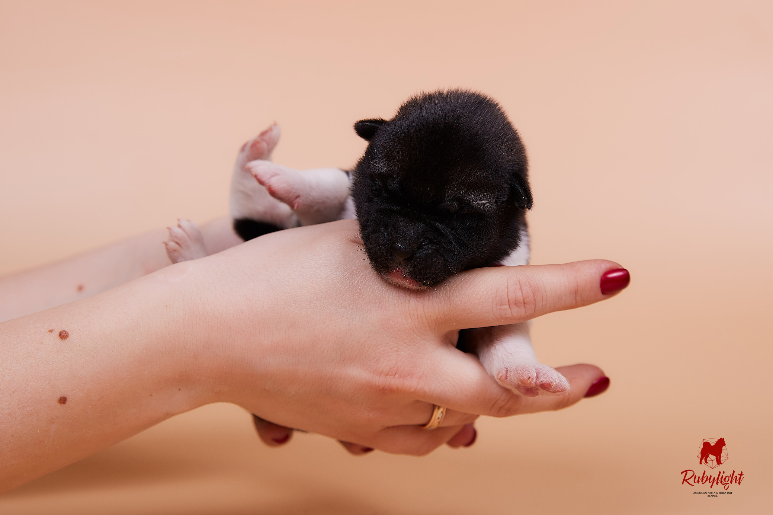 Щенки американской акиты в Санкт-Петербурге, Питомник Рубилайт Rubylight kennel 
Отец: IMAGINE DRAGON (Ruthdales Makin A Statement & Dancing Queen) 
Мать: INFINIT HAPPY (Restyl-ing Paradise Sander & Airish Cream)  