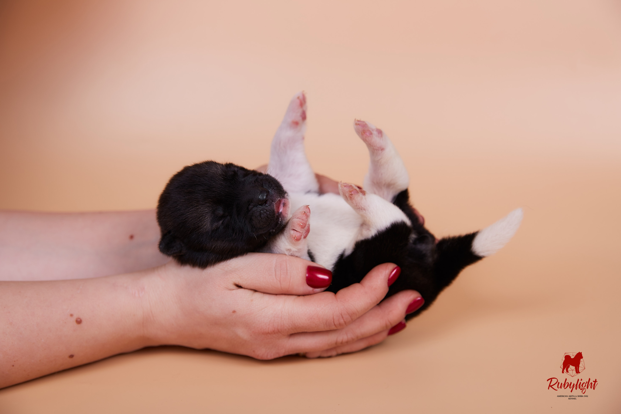 Щенки американской акиты в Санкт-Петербурге, Питомник Рубилайт Rubylight kennel 
Отец: IMAGINE DRAGON (Ruthdales Makin A Statement & Dancing Queen) 
Мать: INFINIT HAPPY (Restyl-ing Paradise Sander & Airish Cream)  