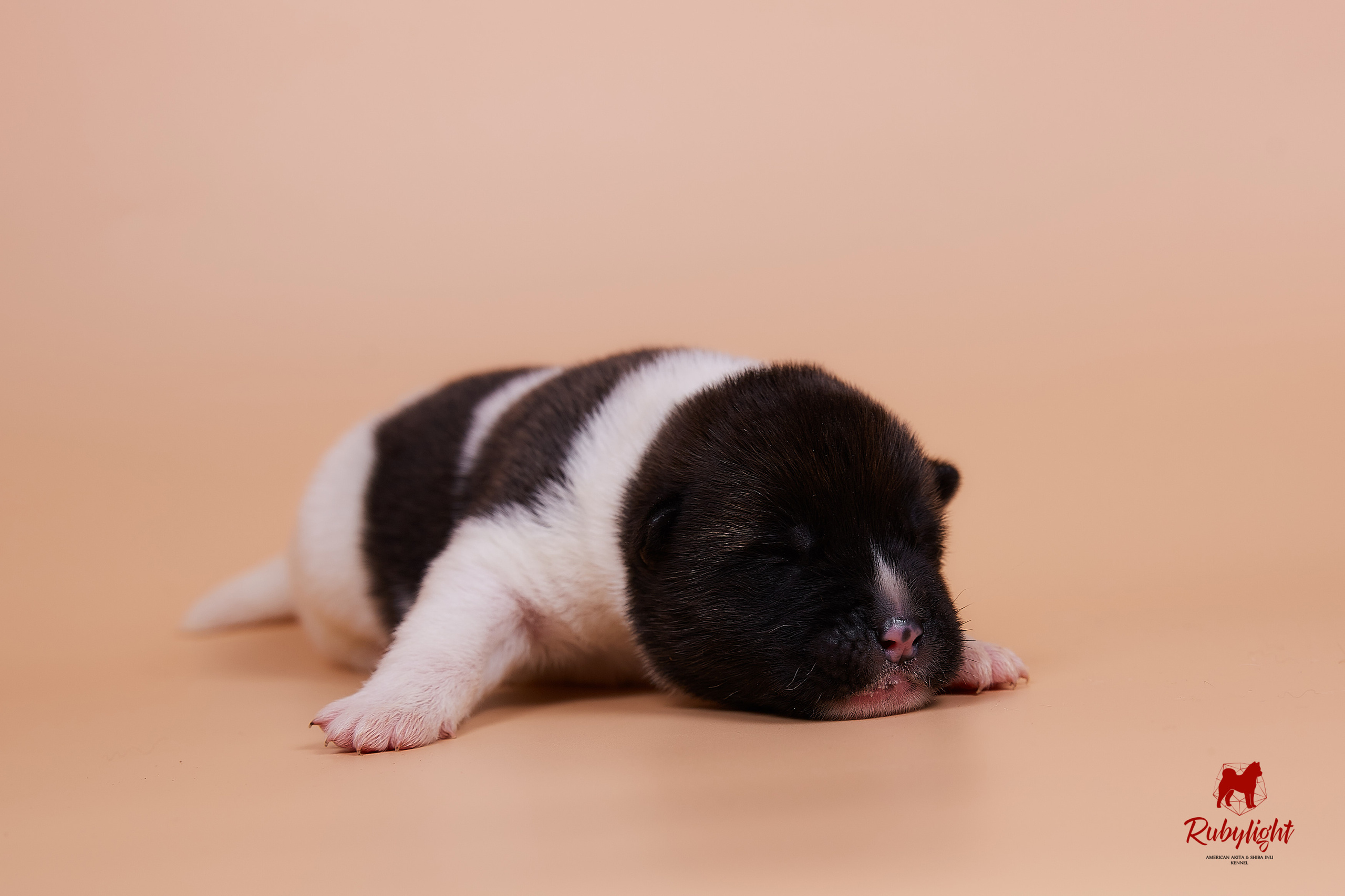 Щенки американской акиты в Санкт-Петербурге, Питомник Рубилайт Rubylight kennel 
Отец: IMAGINE DRAGON (Ruthdales Makin A Statement & Dancing Queen) 
Мать: INFINIT HAPPY (Restyl-ing Paradise Sander & Airish Cream)  