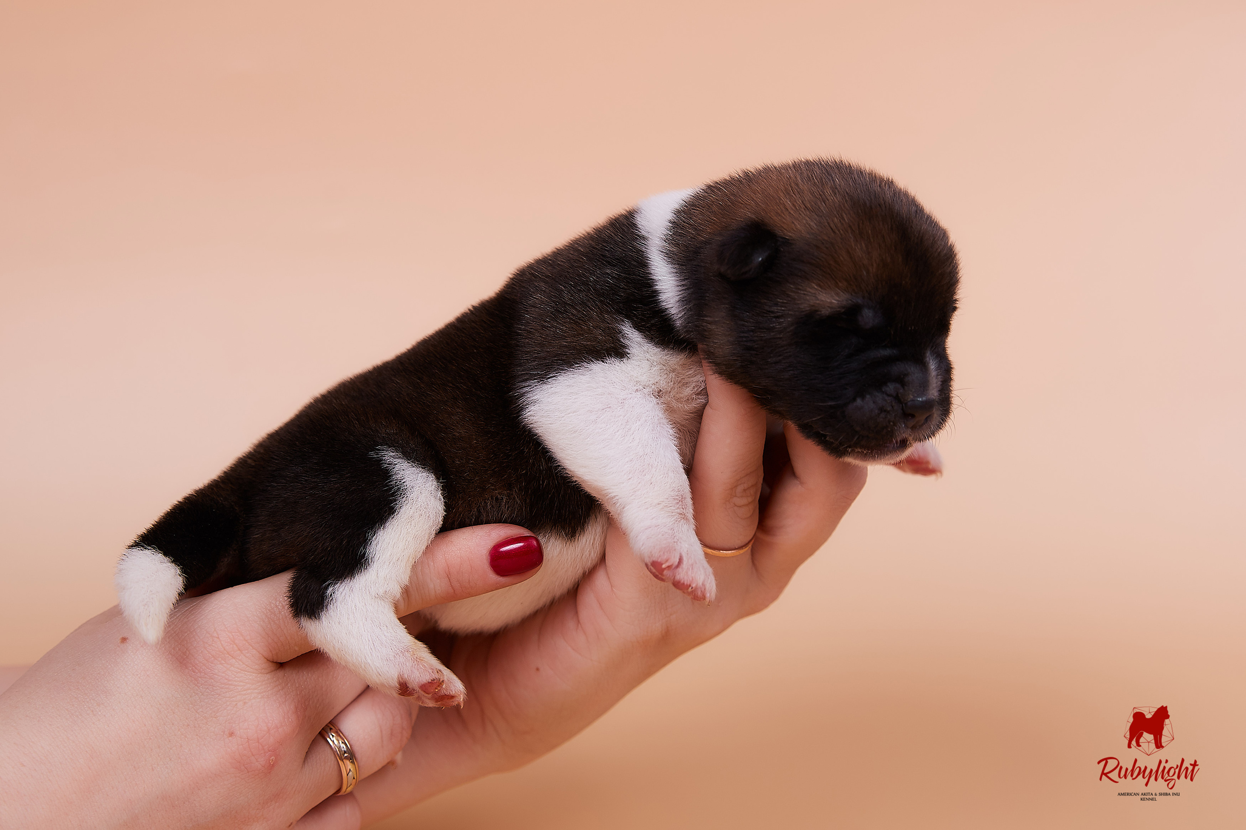 Щенки американской акиты в Санкт-Петербурге, Питомник Рубилайт Rubylight kennel 
Отец: IMAGINE DRAGON (Ruthdales Makin A Statement & Dancing Queen) 
Мать: INFINIT HAPPY (Restyl-ing Paradise Sander & Airish Cream)  