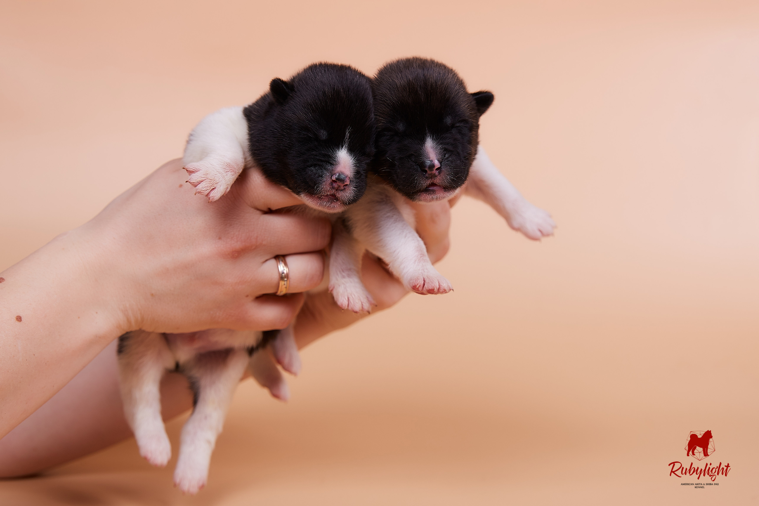 Щенки американской акиты в Санкт-Петербурге, Питомник Рубилайт Rubylight kennel 
Отец: IMAGINE DRAGON (Ruthdales Makin A Statement & Dancing Queen) 
Мать: INFINIT HAPPY (Restyl-ing Paradise Sander & Airish Cream)  