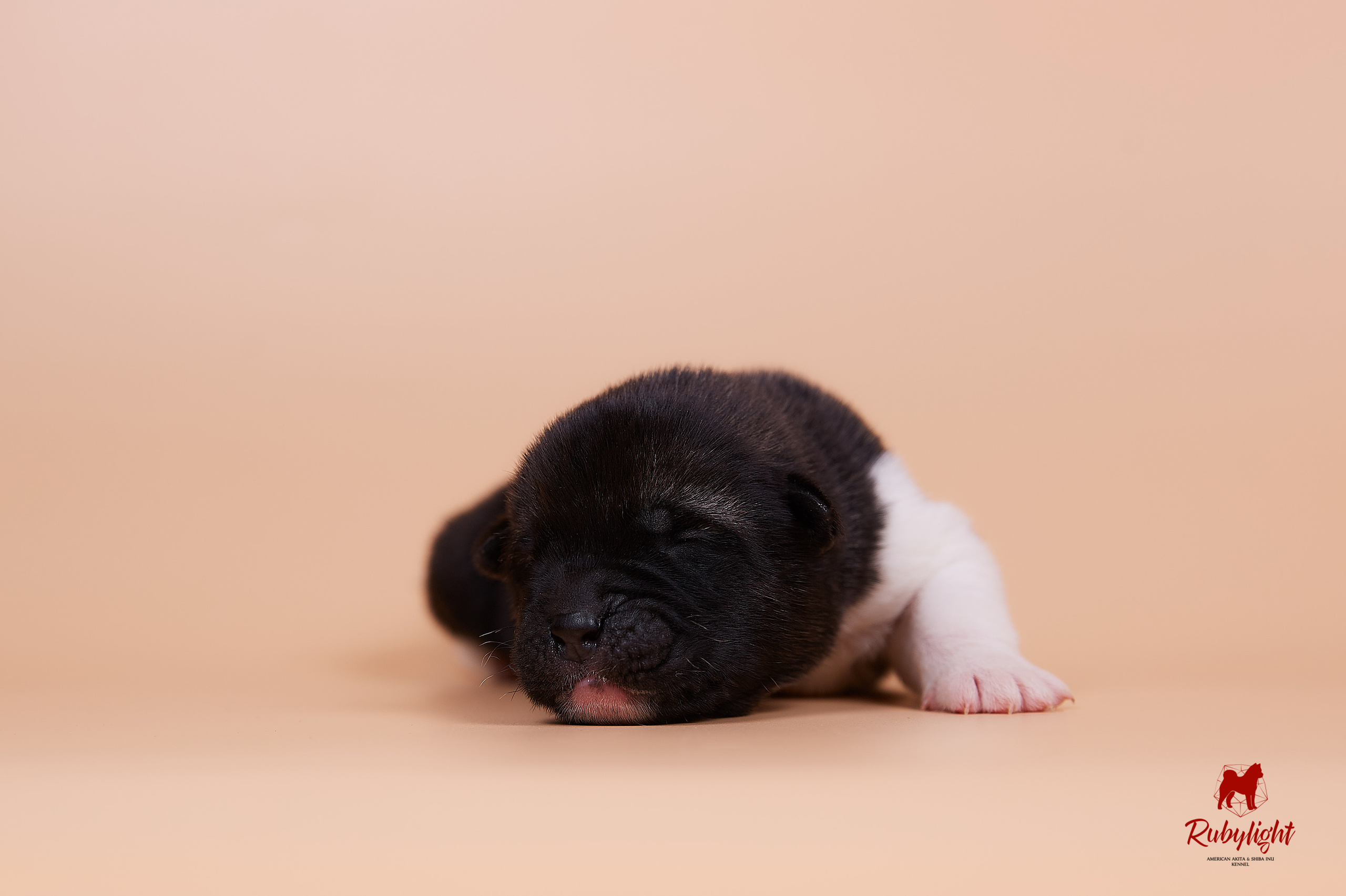 Щенки американской акиты в Санкт-Петербурге, Питомник Рубилайт Rubylight kennel 
Отец: IMAGINE DRAGON (Ruthdales Makin A Statement & Dancing Queen) 
Мать: INFINIT HAPPY (Restyl-ing Paradise Sander & Airish Cream)  