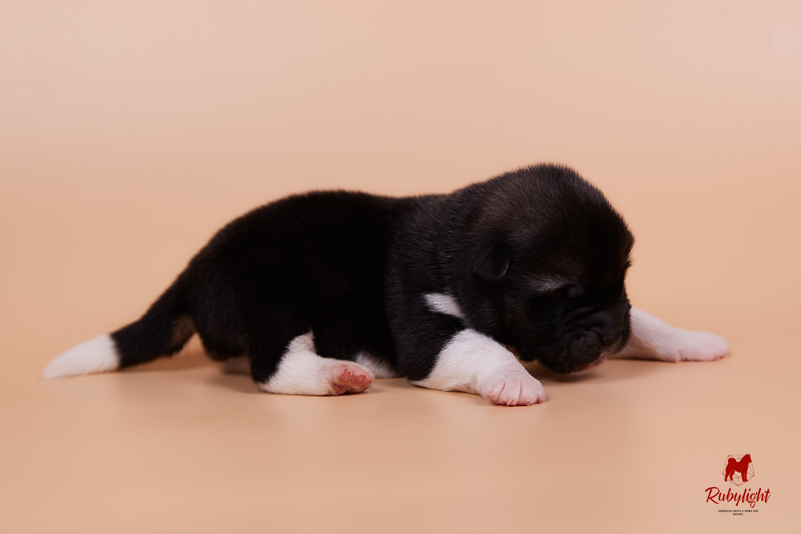 Щенки американской акиты в Санкт-Петербурге, Питомник Рубилайт Rubylight kennel 
Отец: IMAGINE DRAGON (Ruthdales Makin A Statement & Dancing Queen) 
Мать: INFINIT HAPPY (Restyl-ing Paradise Sander & Airish Cream)  