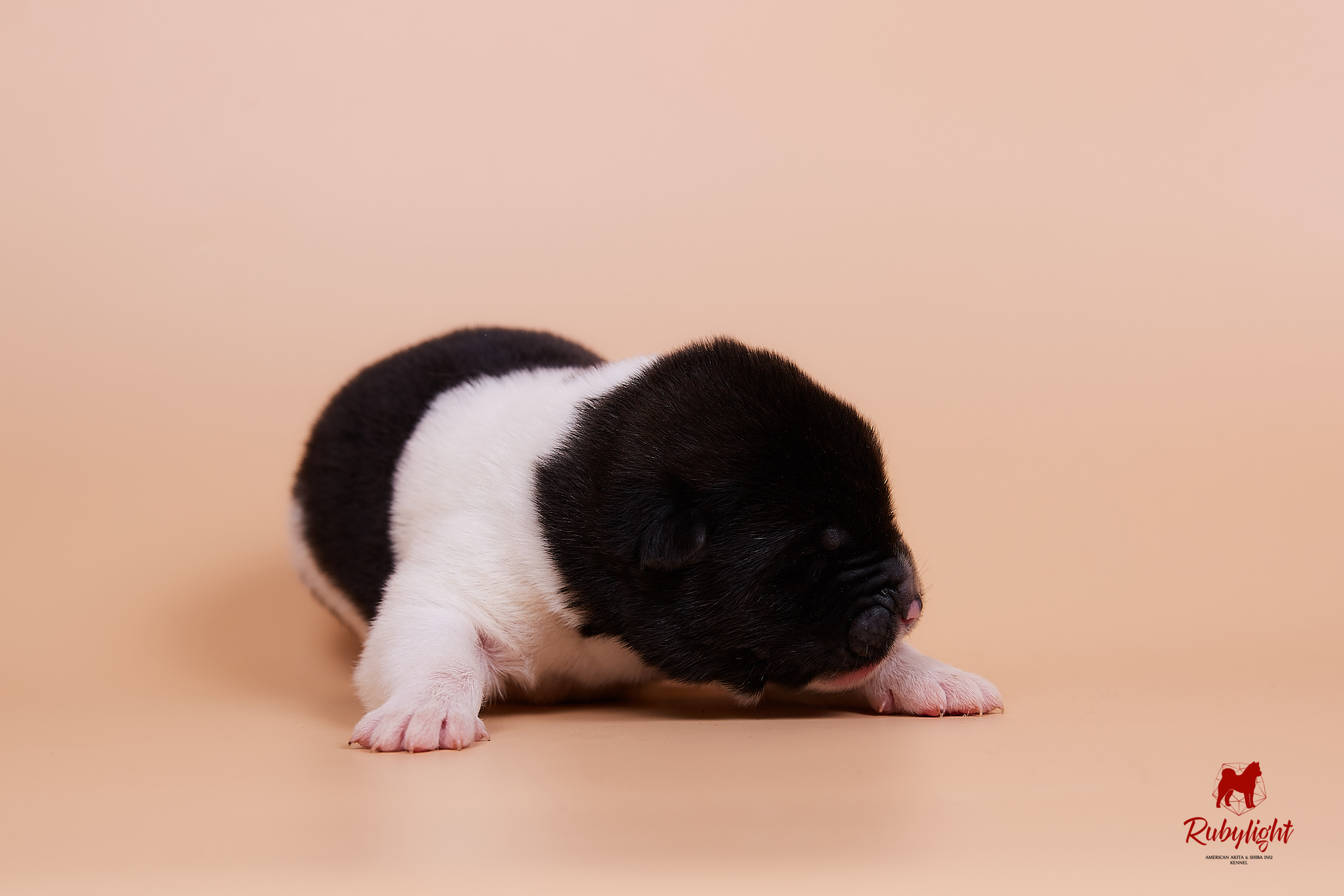 Щенки американской акиты в Санкт-Петербурге, Питомник Рубилайт Rubylight kennel 
Отец: IMAGINE DRAGON (Ruthdales Makin A Statement & Dancing Queen) 
Мать: INFINIT HAPPY (Restyl-ing Paradise Sander & Airish Cream)  