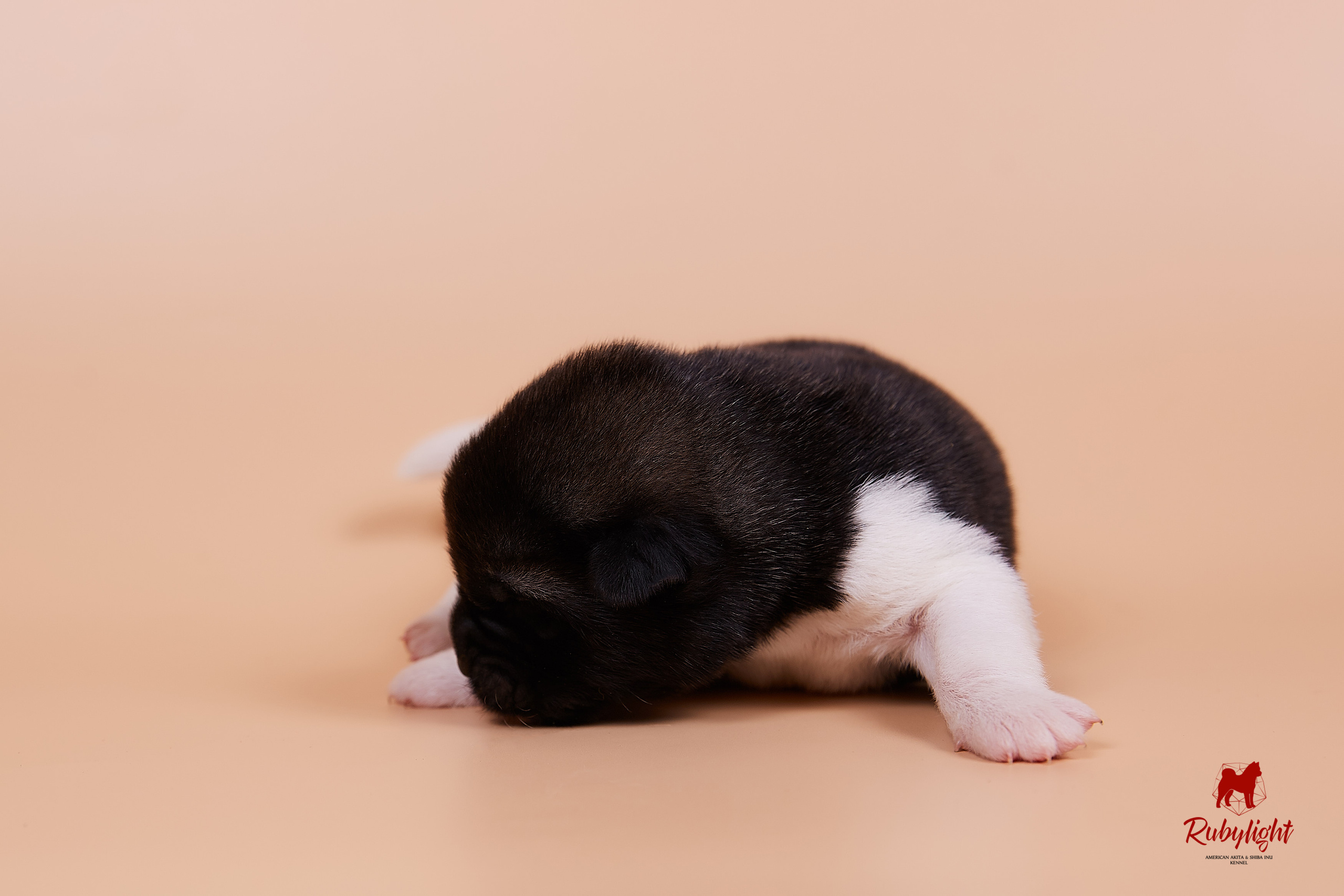 Щенки американской акиты в Санкт-Петербурге, Питомник Рубилайт Rubylight kennel 
Отец: IMAGINE DRAGON (Ruthdales Makin A Statement & Dancing Queen) 
Мать: INFINIT HAPPY (Restyl-ing Paradise Sander & Airish Cream)  