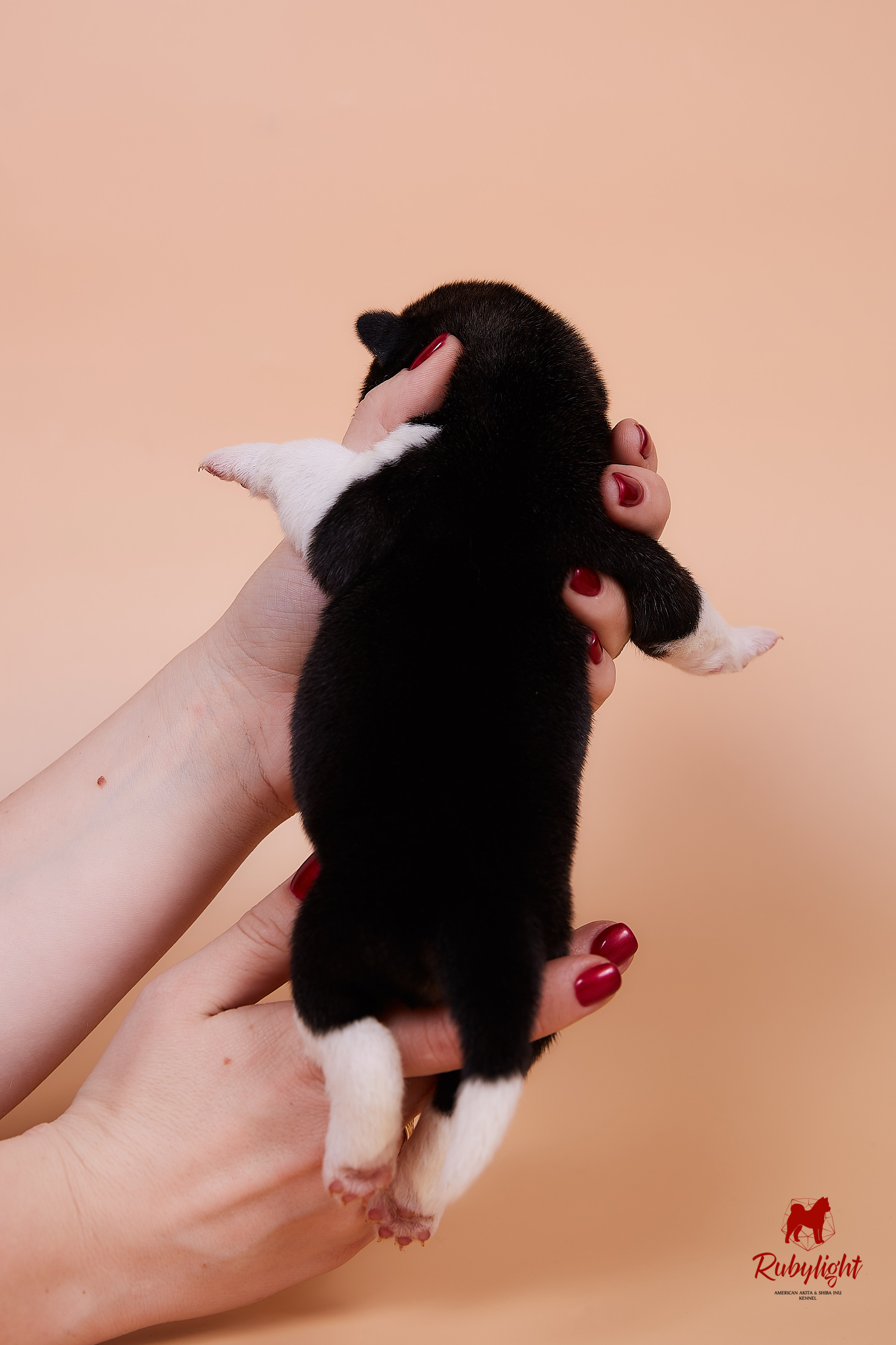 Щенки американской акиты в Санкт-Петербурге, Питомник Рубилайт Rubylight kennel 
Отец: IMAGINE DRAGON (Ruthdales Makin A Statement & Dancing Queen) 
Мать: INFINIT HAPPY (Restyl-ing Paradise Sander & Airish Cream)  