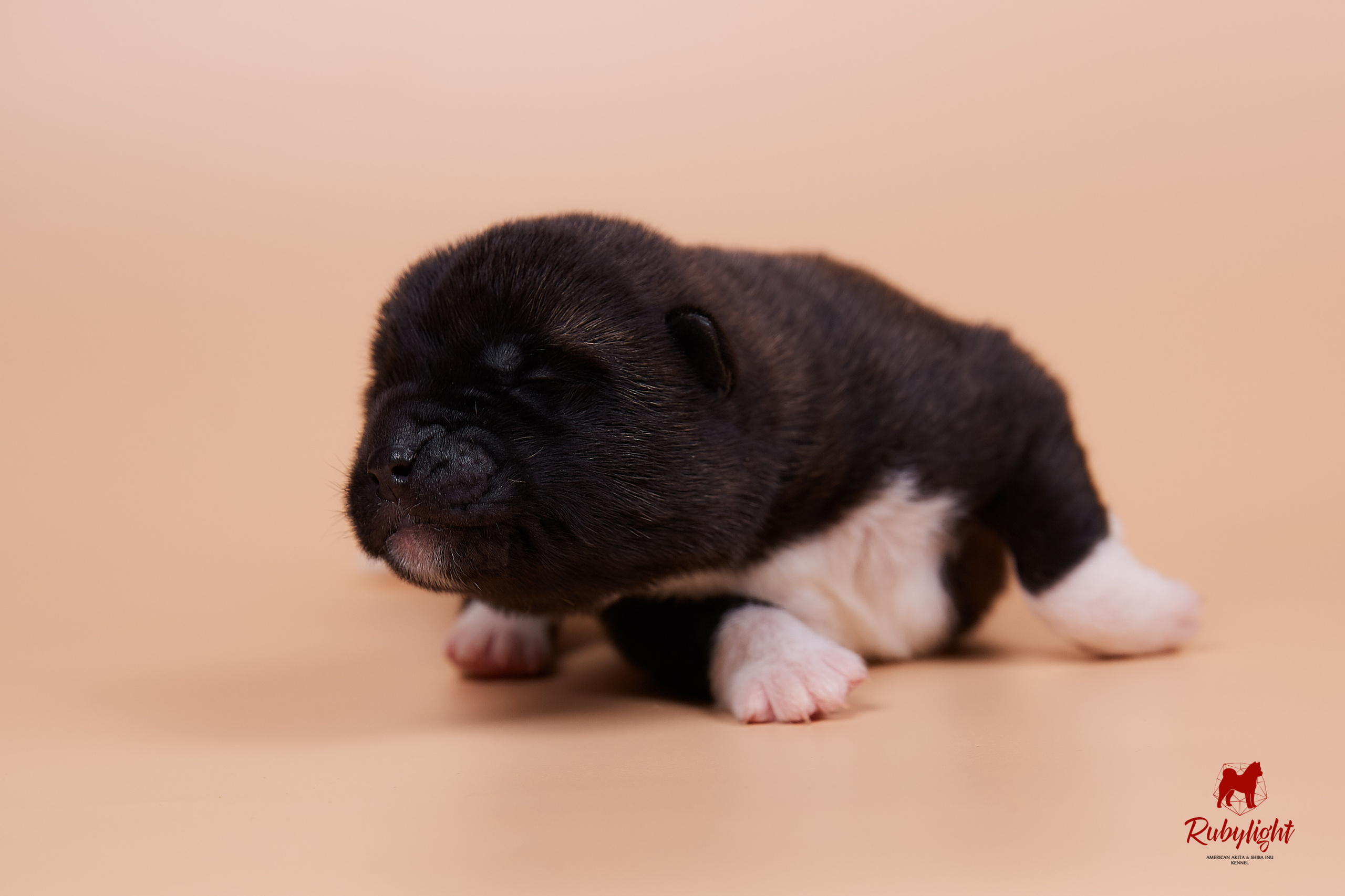 Щенки американской акиты в Санкт-Петербурге, Питомник Рубилайт Rubylight kennel 
Отец: IMAGINE DRAGON (Ruthdales Makin A Statement & Dancing Queen) 
Мать: INFINIT HAPPY (Restyl-ing Paradise Sander & Airish Cream)  