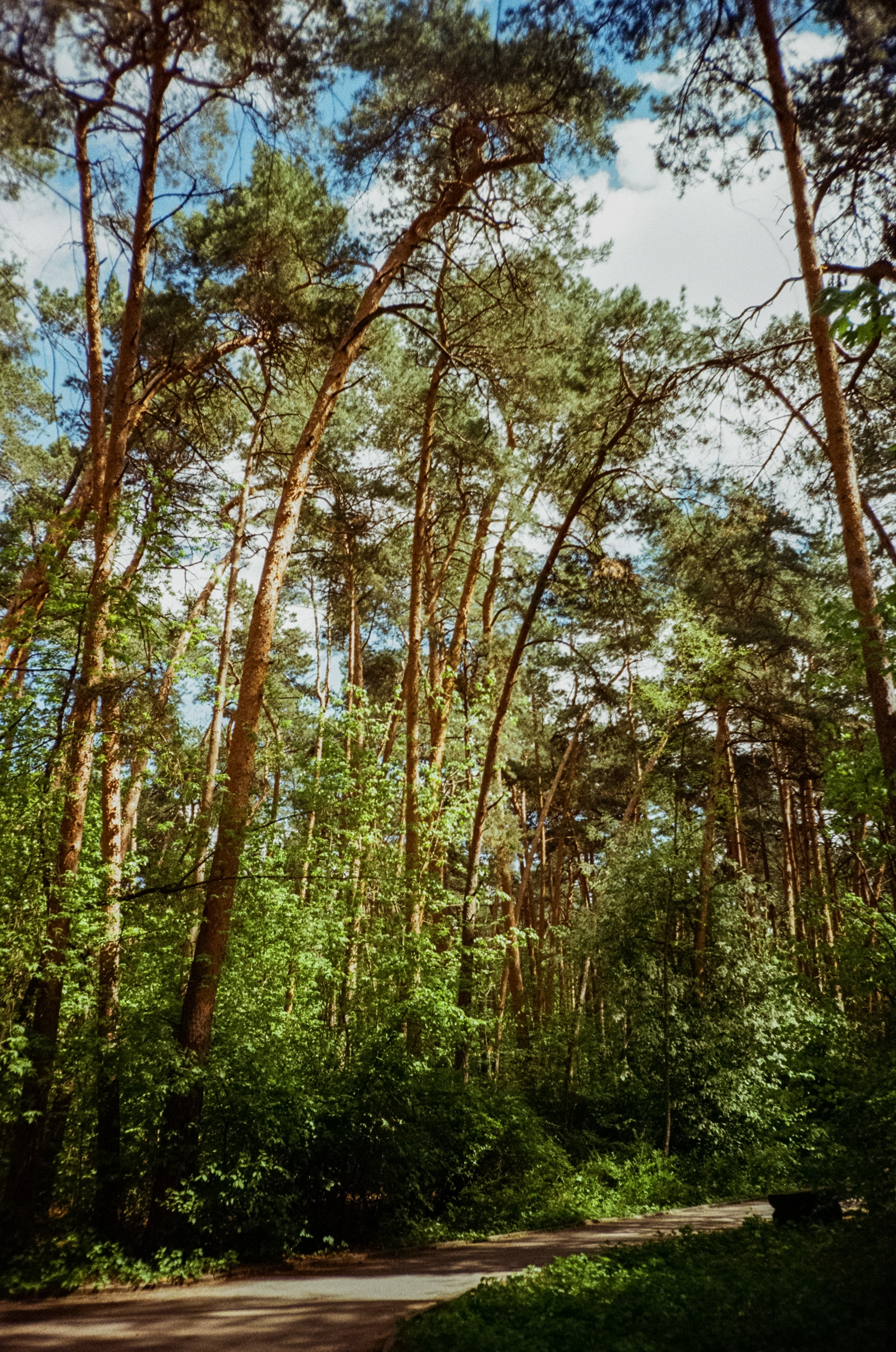 Ricoh R1 | Kodak ProImage 100 | 6 мая 2025 года СерБор