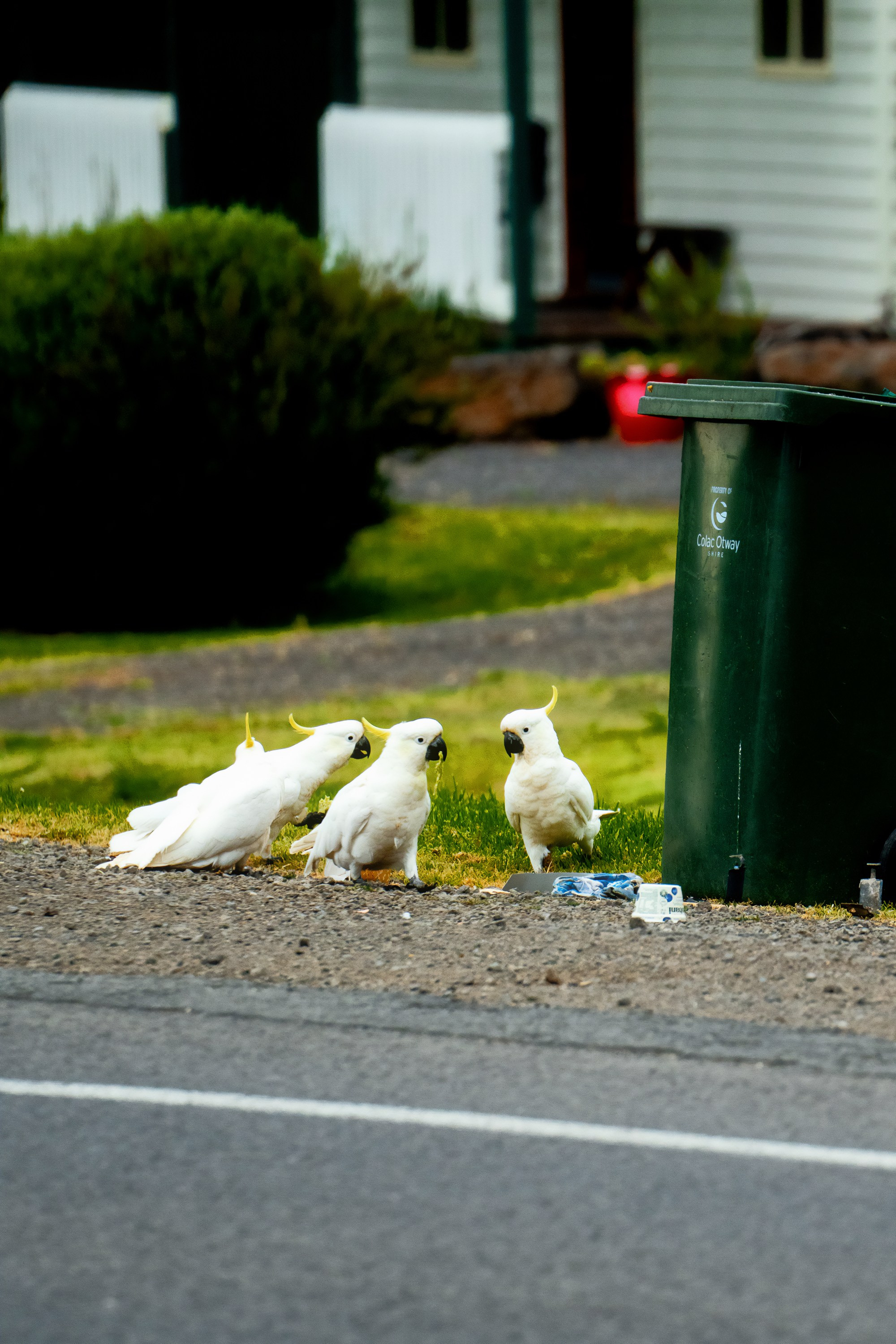 Австралия. Фотограф в Хабаровске. Фотография за 24 часа