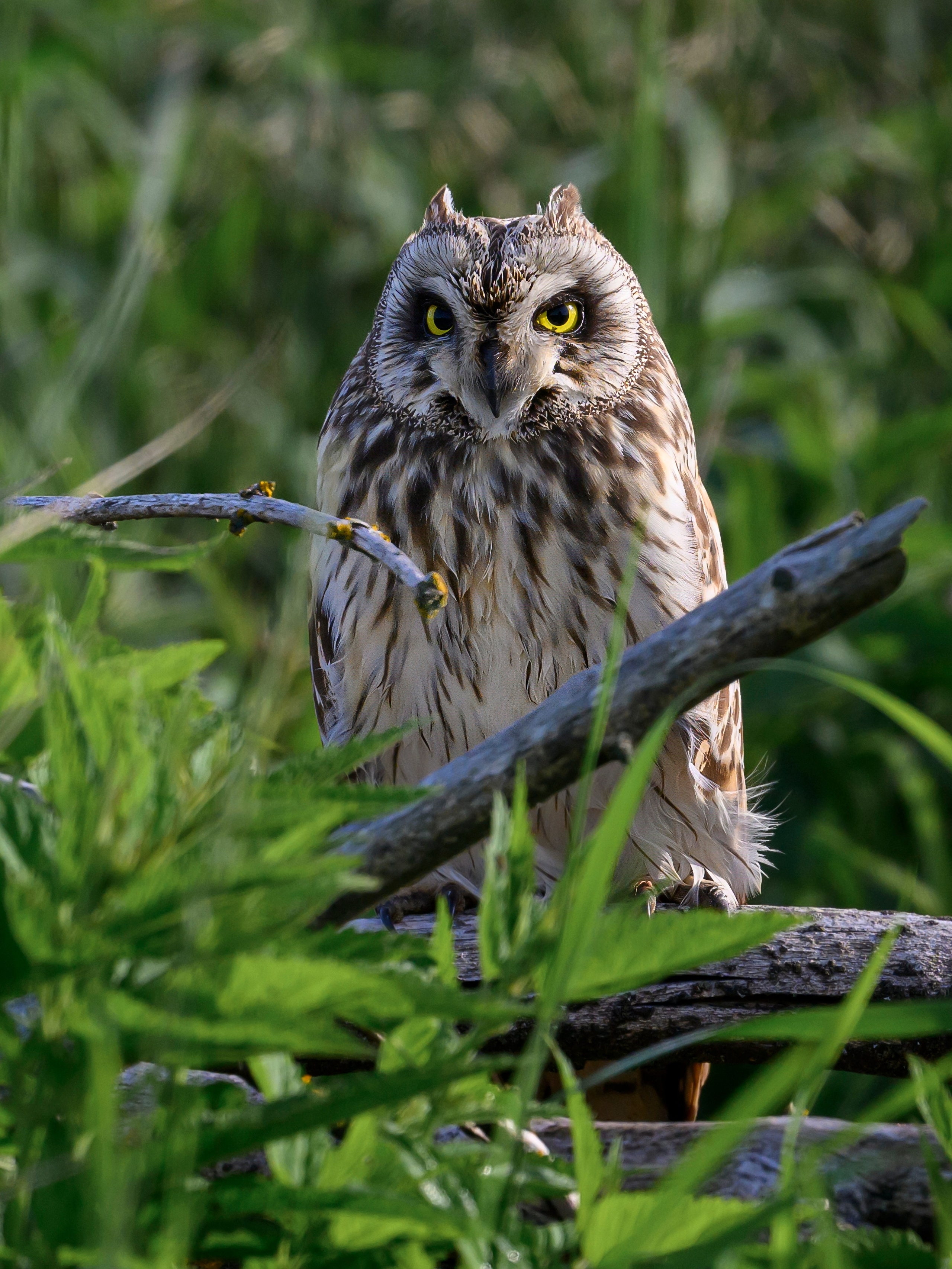 В тихом омуте черти водятся. Wildlife photography by Sergey Puponin