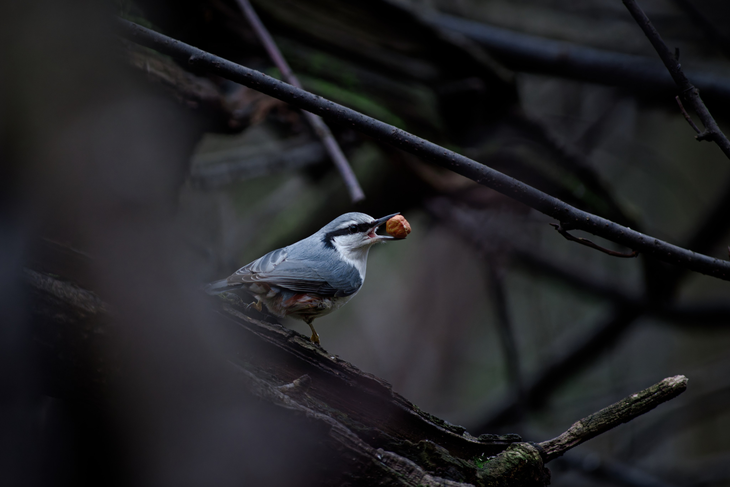 Поползень на ветке с орехом в клюве