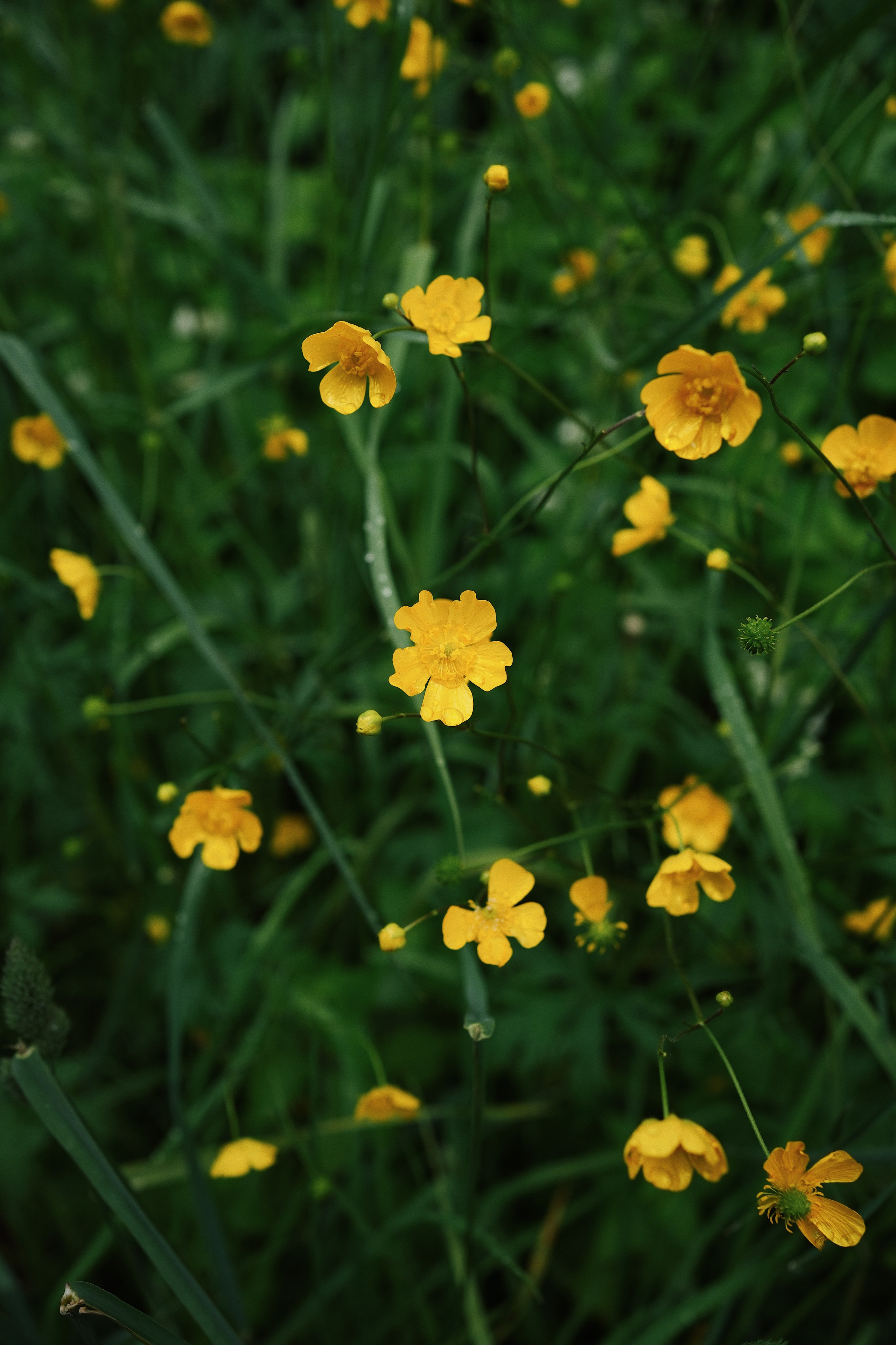 Botanical garden cards. Ксения Копна. Фотограф из Санкт-Петербурга