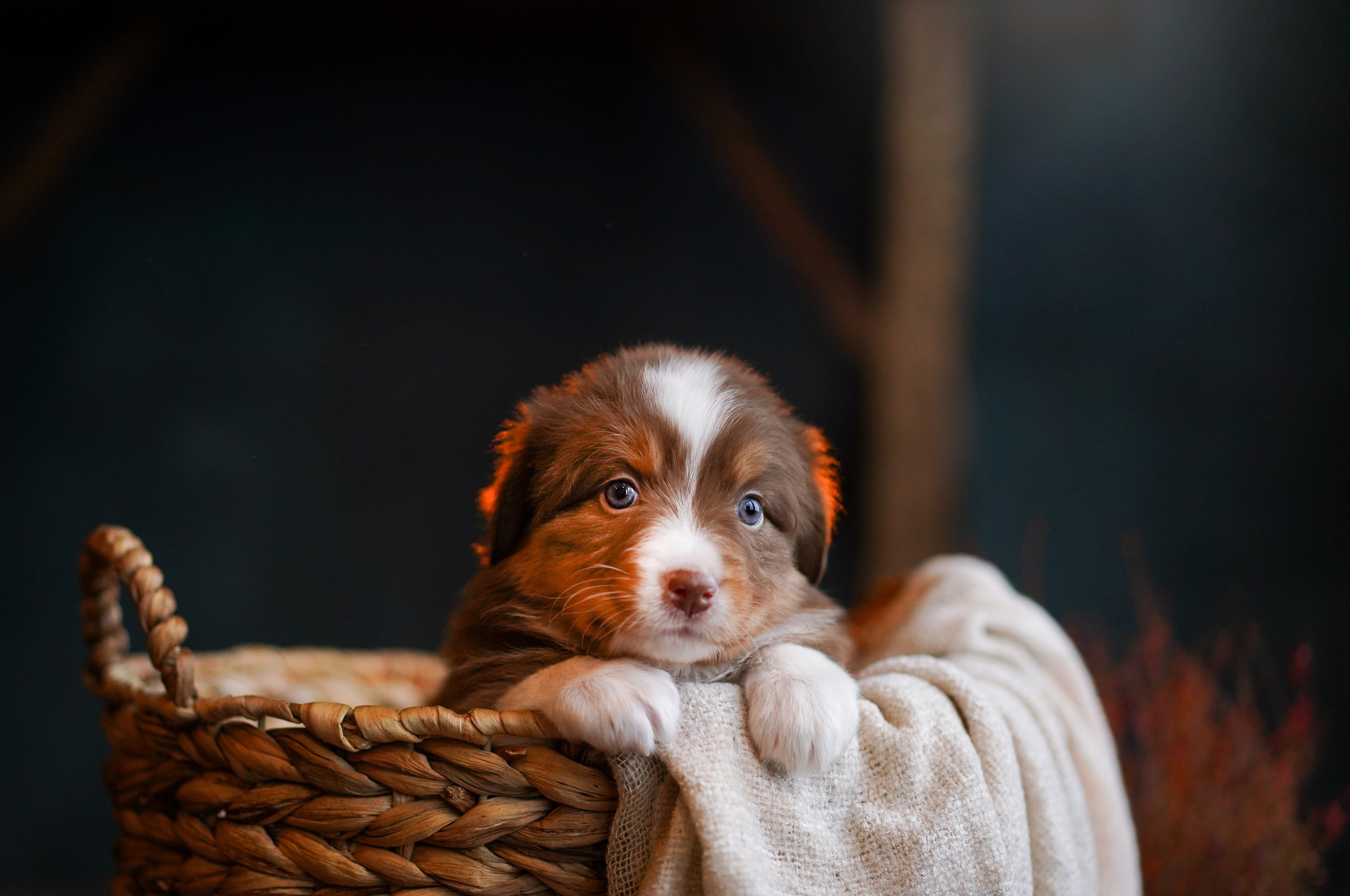 Щенки австралийской овчарки. Фотограф-анималист в Санкт-Петербурге Яна Мартынова