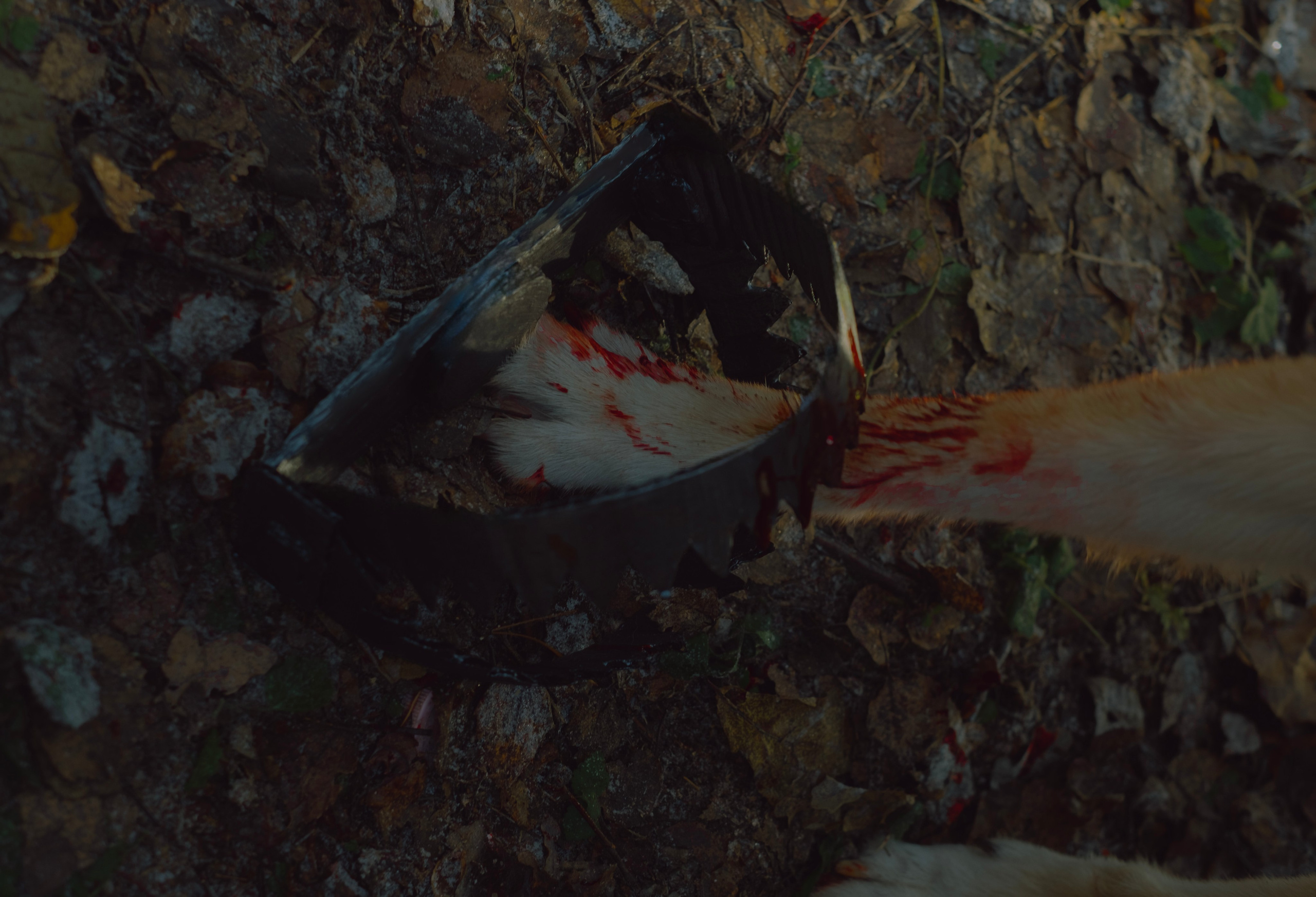 «Дух леса». Фотограф (Москва, Мытищи)— Комова Анастасия