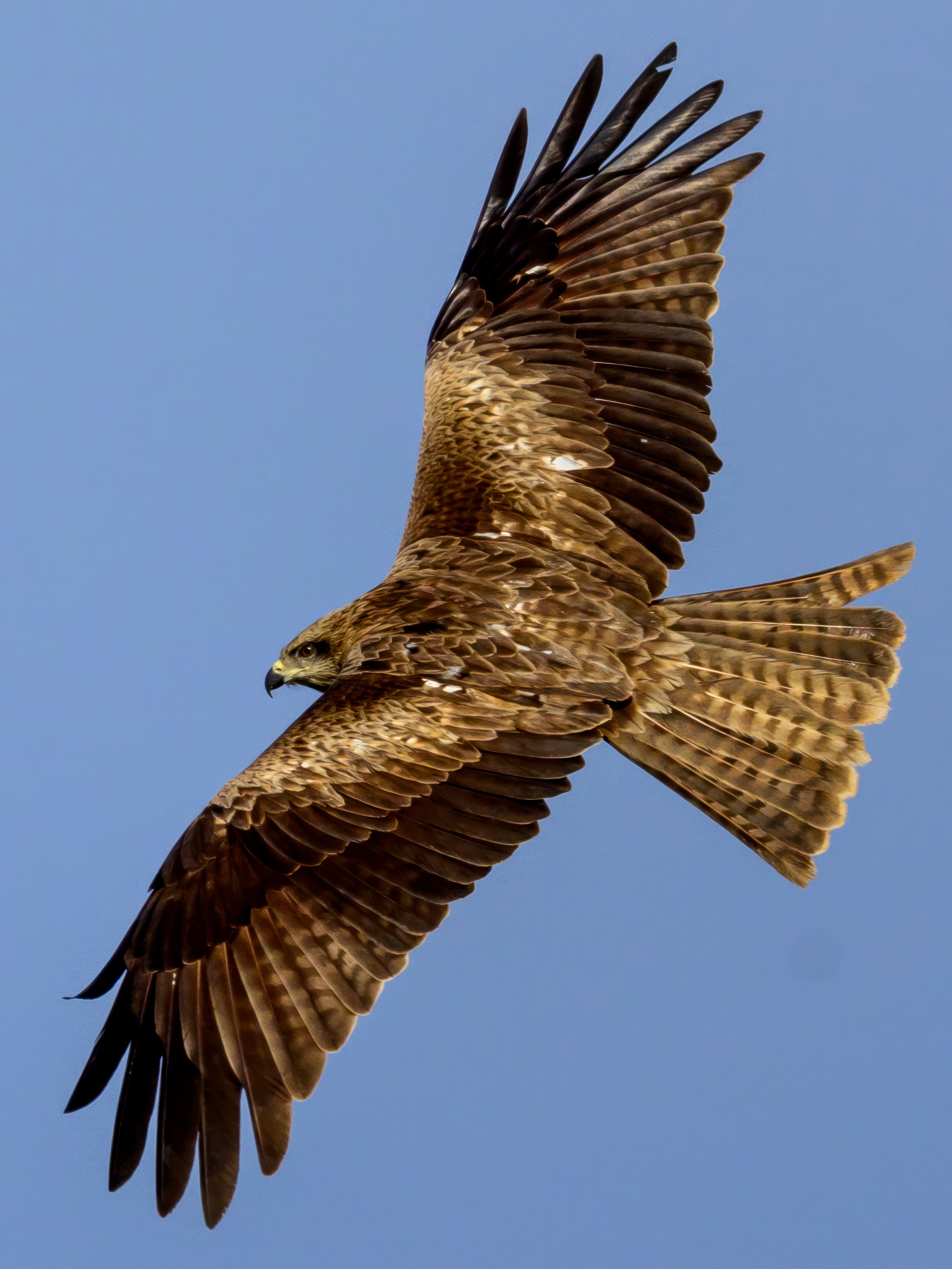 Сова в снежную бурю. Wildlife photography by Sergey Puponin