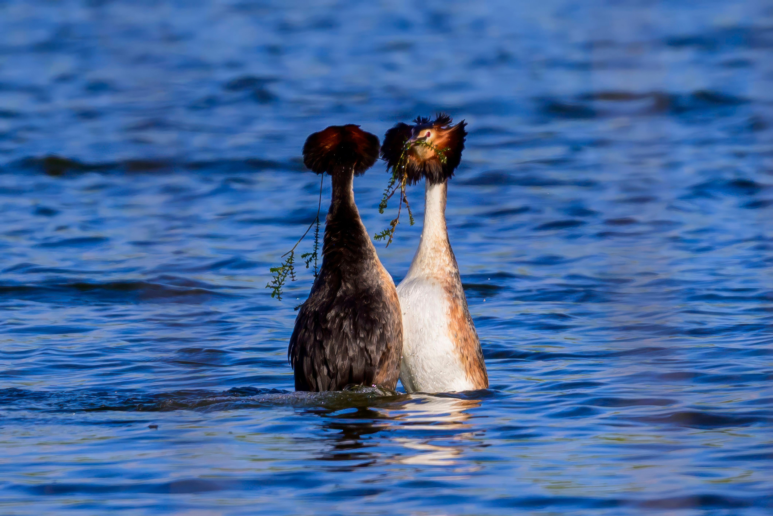 На прудах. Wildlife photography by Sergey Puponin