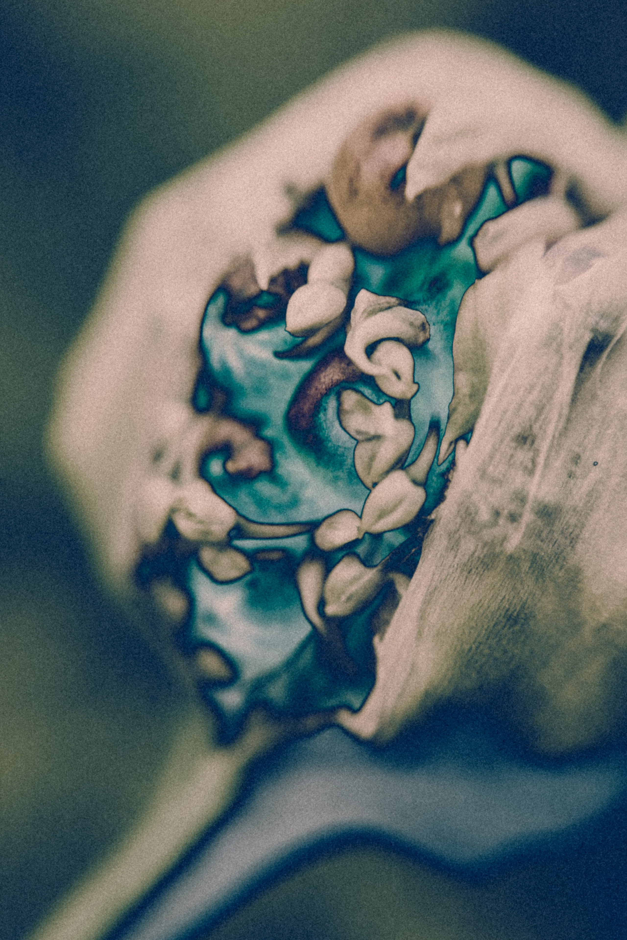 NON-EXISTENT FLOWERS. Фотограф Евгений Чащихин RGB АРХИТЕКТОР в Перми