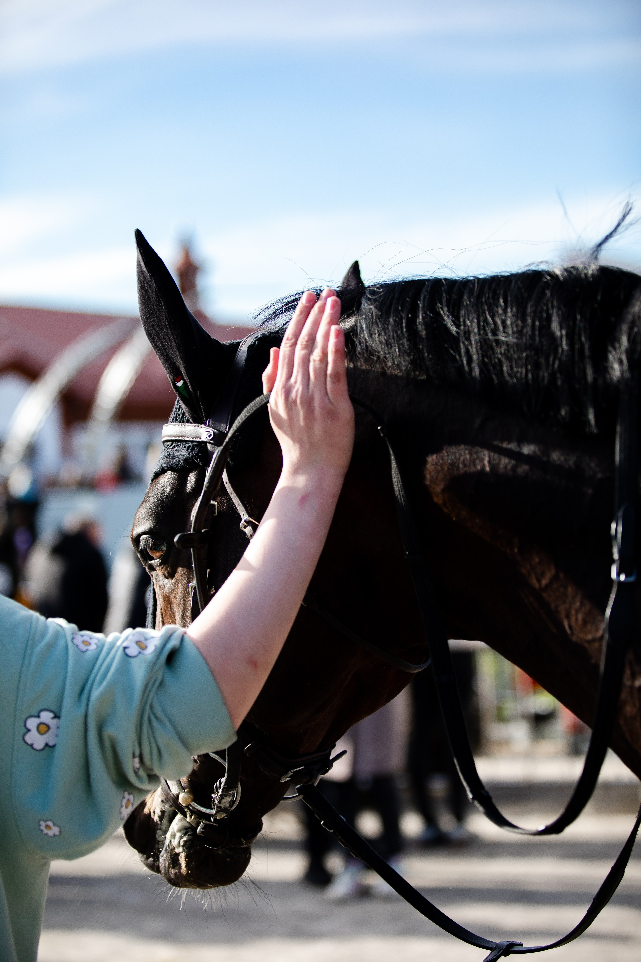 Турниры. Veronika Makeeva horse photo