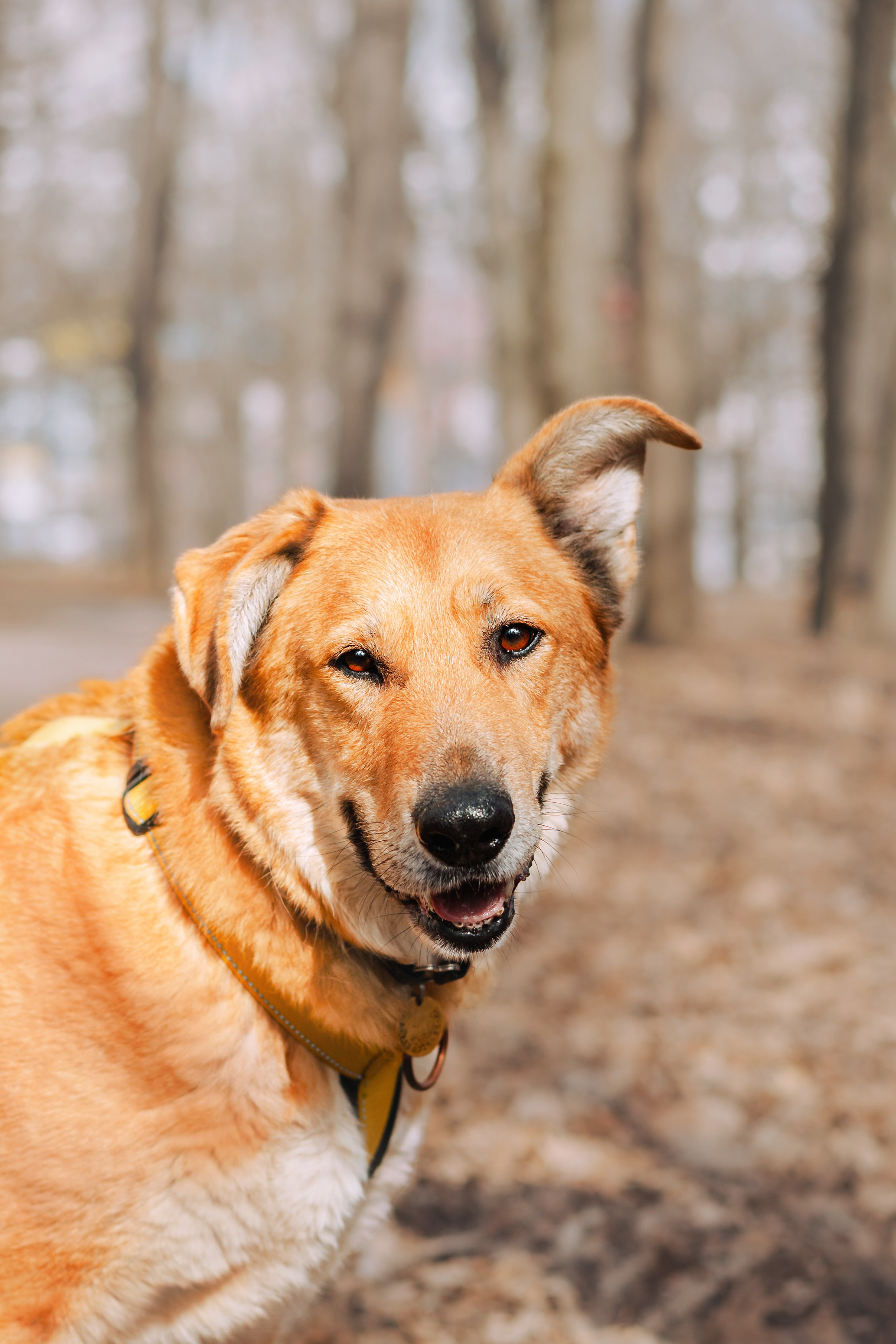 Собаки из приюта Дубовая роща весна 2025. Фотограф-анималист Татьяна Степанова