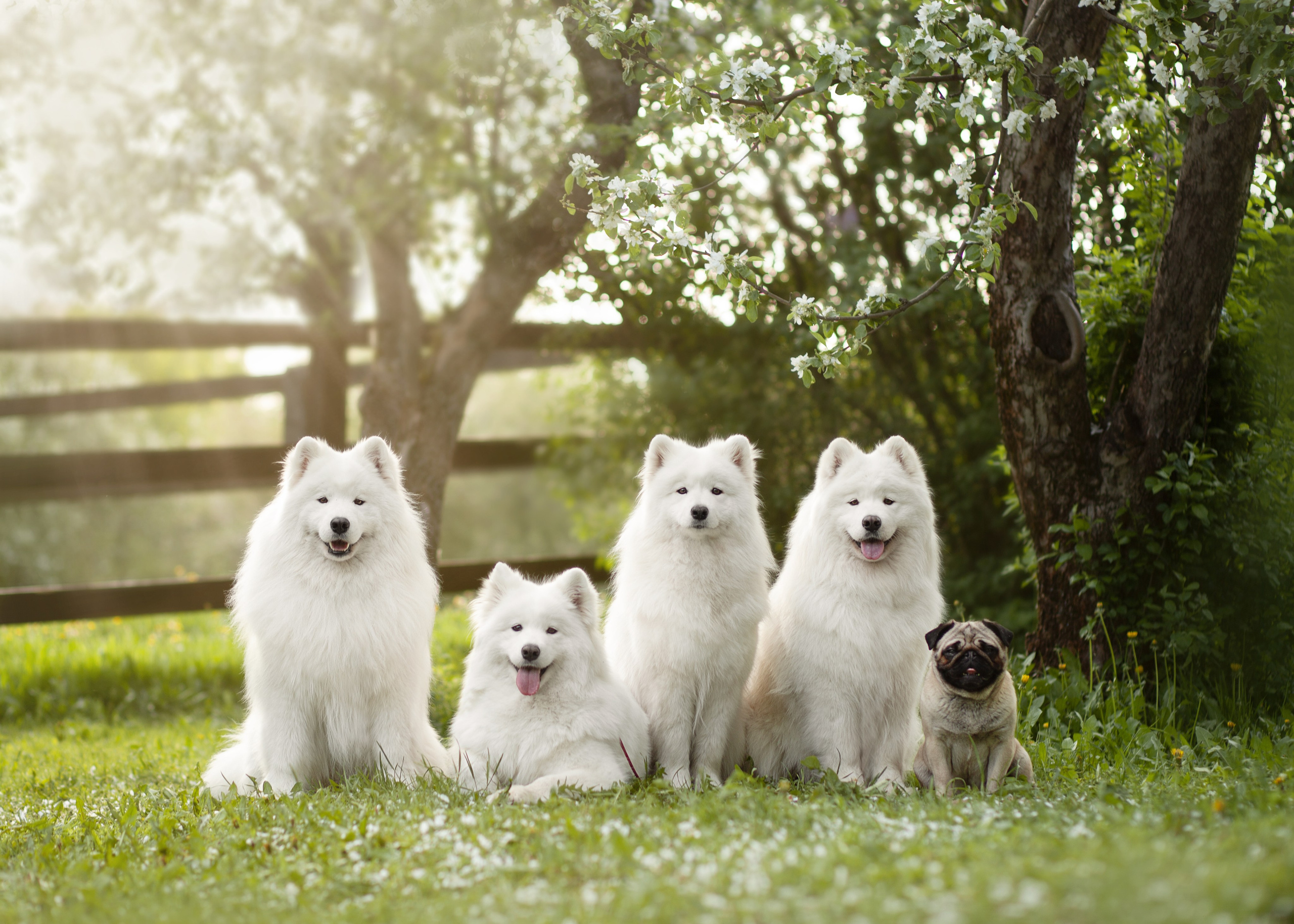 Фото собак, животных весной. Фотограф анималист в Москве Майорова Евгения