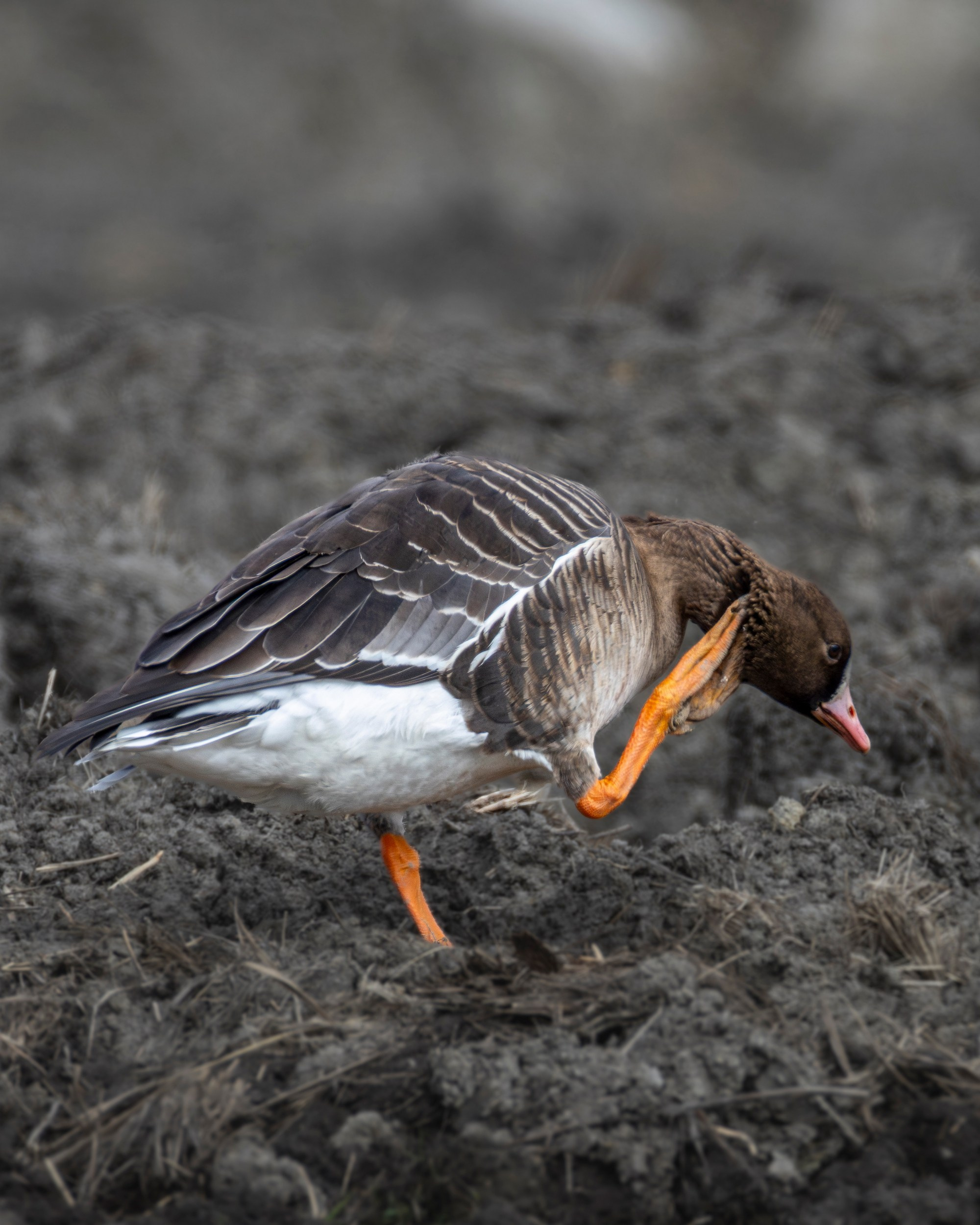 Гусь чешет оранжевой лапой голову