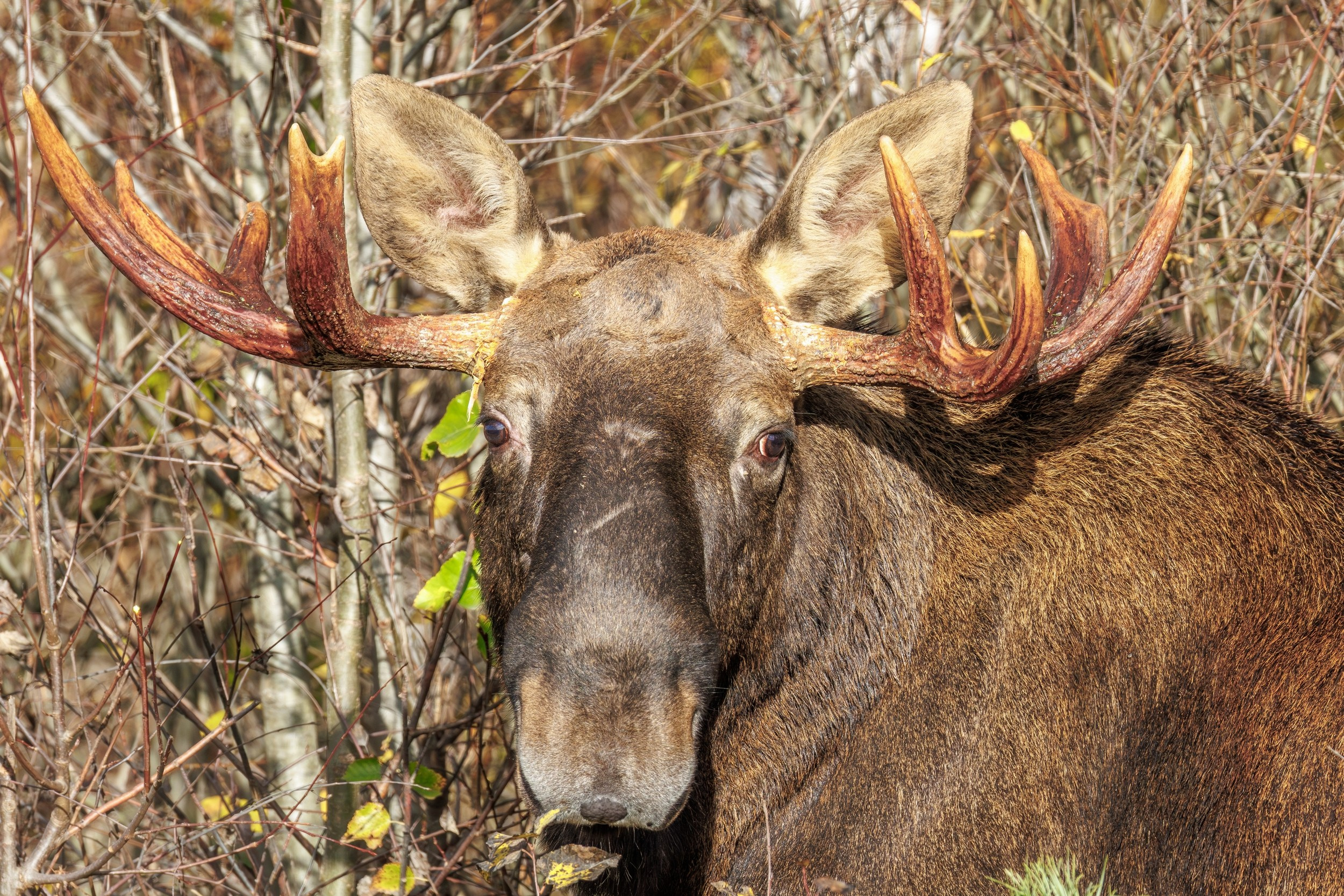 Лось среди деревьев в лесу.