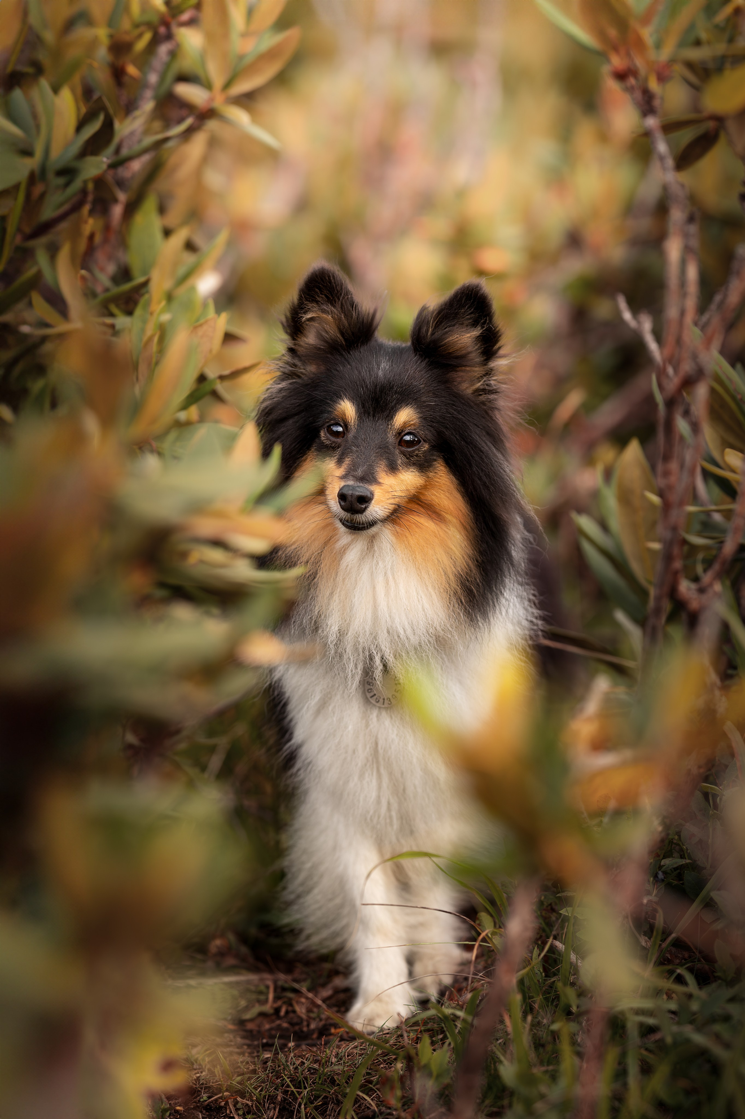 Мята, Шелти. Ирина Голомб|Фотограф-анималист в  Сочи и Калининграде