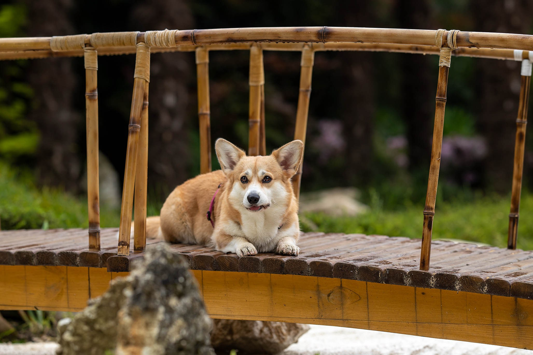 Лиса и Деви, корги. Ирина Голомб|Фотограф-анималист в  Сочи и Калининграде