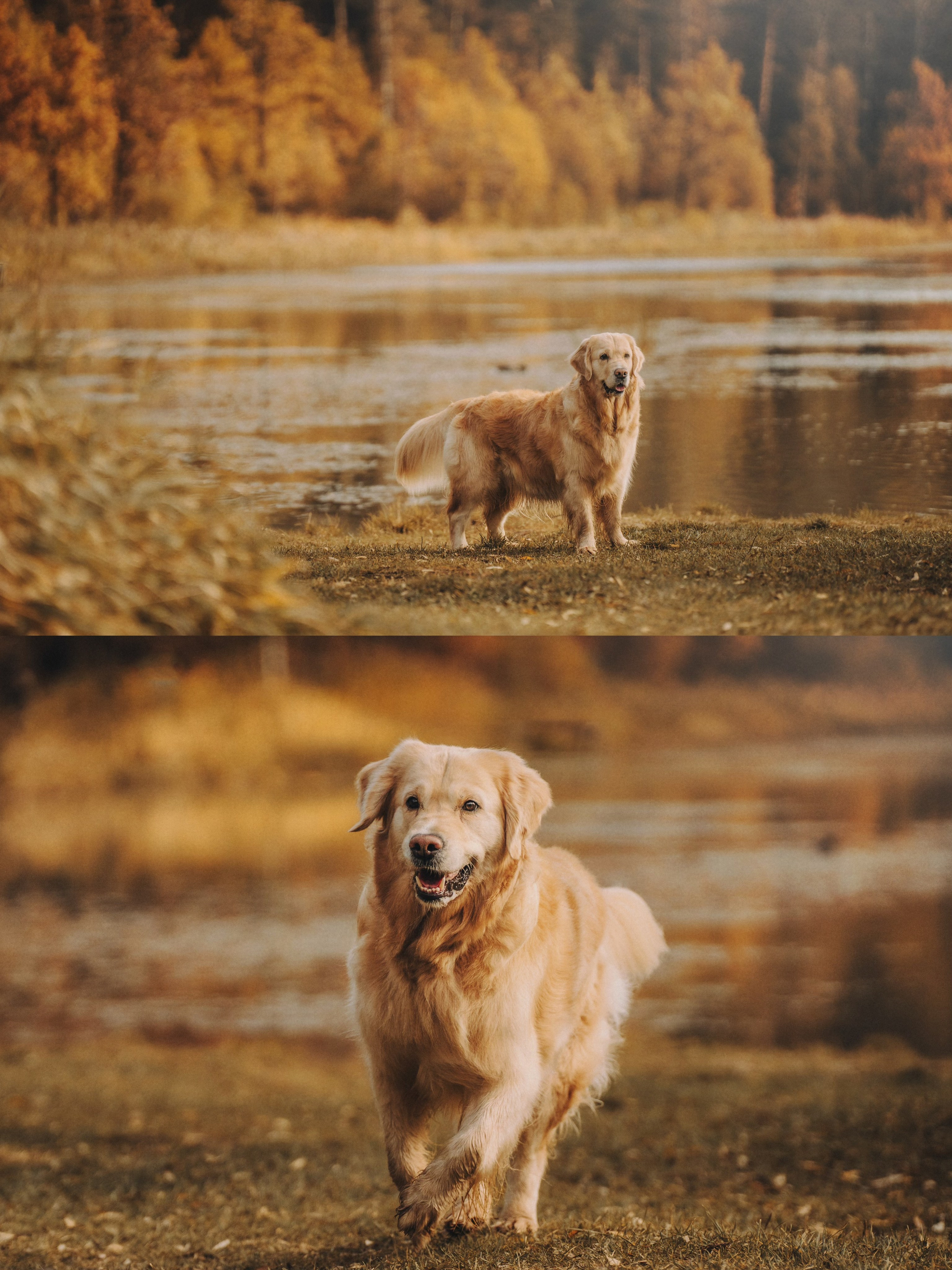 Анастасия и Айза. Фотограф анималист в Москве и Санкт-Петербурге Свиридова Анна
