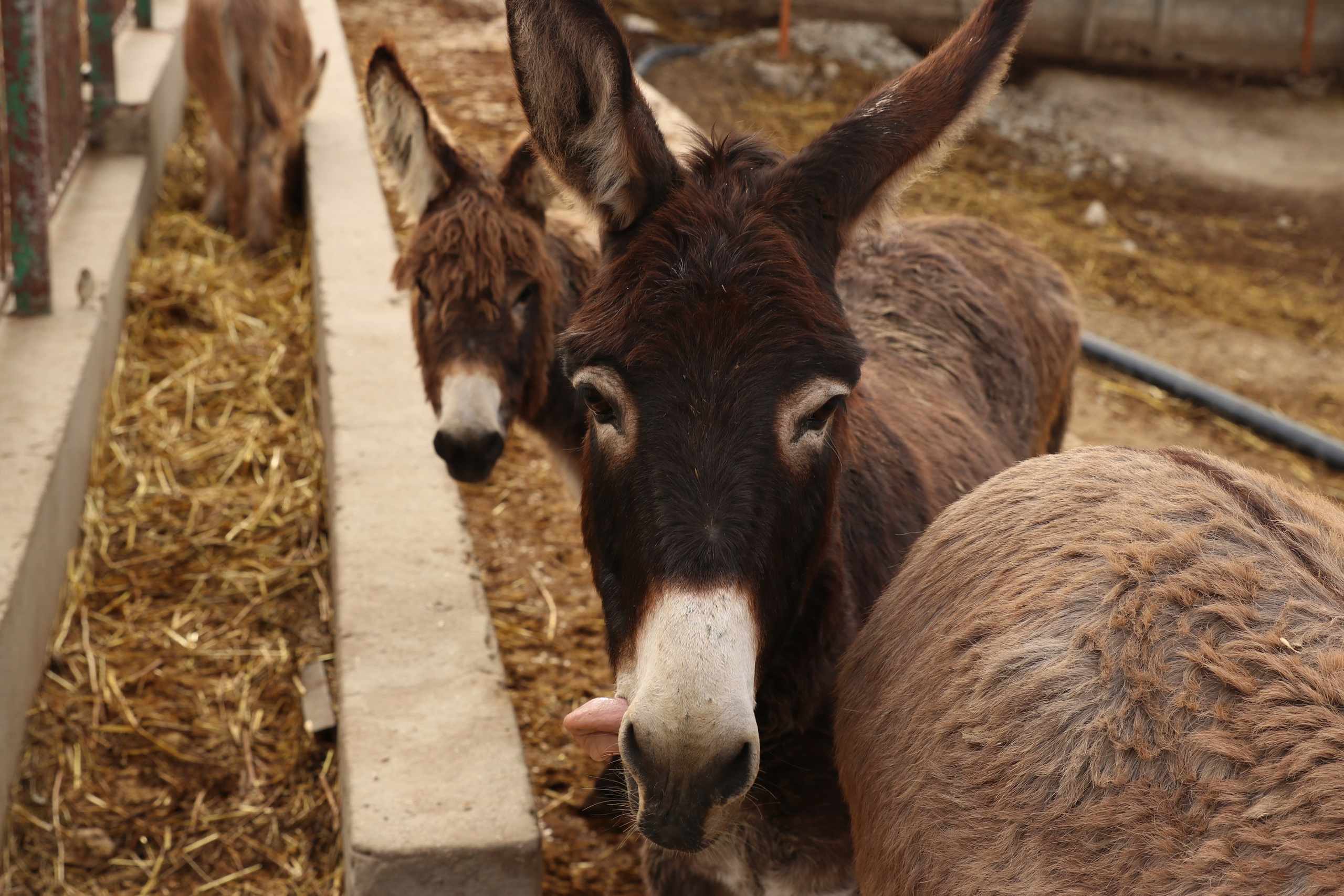 Крым. ЮБК (Гурзуф, Судак и их окрестности). Ноябрь 2023. Путешественник-фотограф из Санкт-Петербурга Татьяна Свистулина