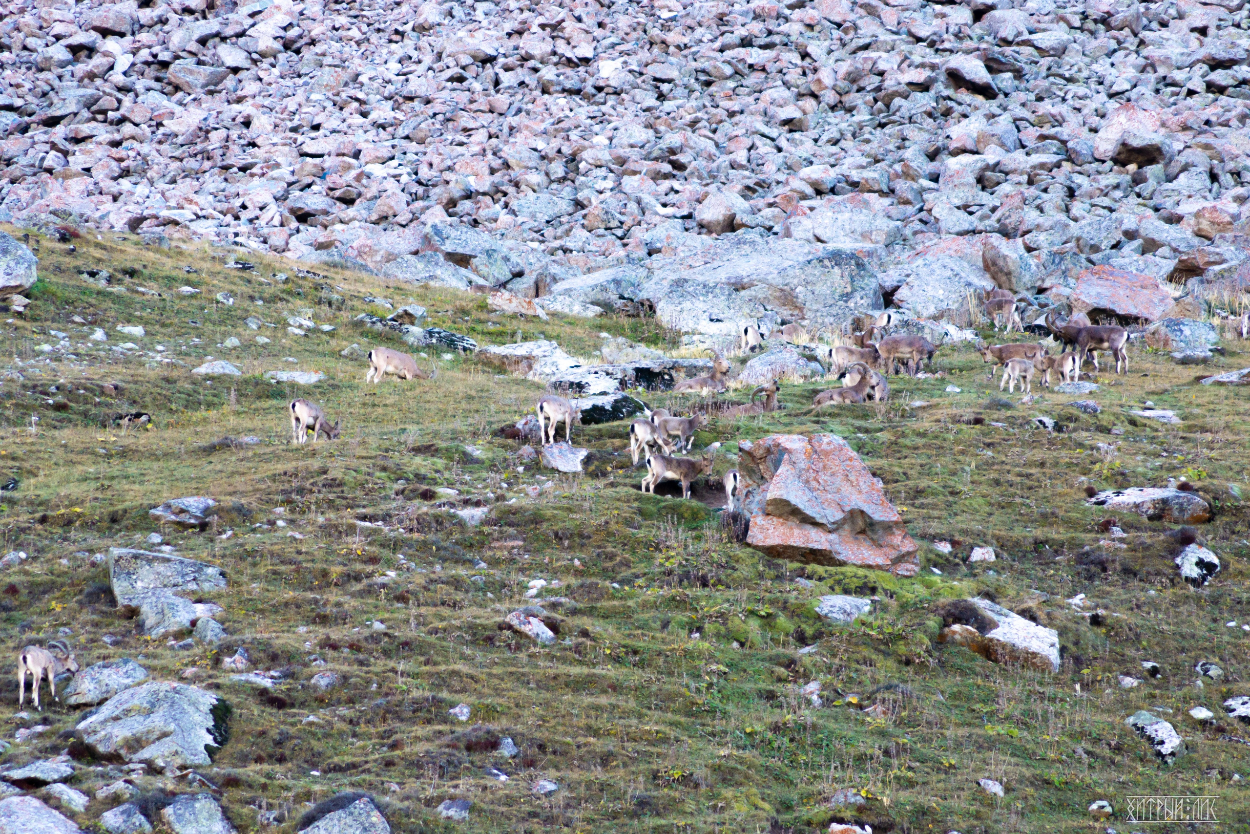 Киргизия. Фотограф-путешественник Самойлов Максим «Sly Fox»