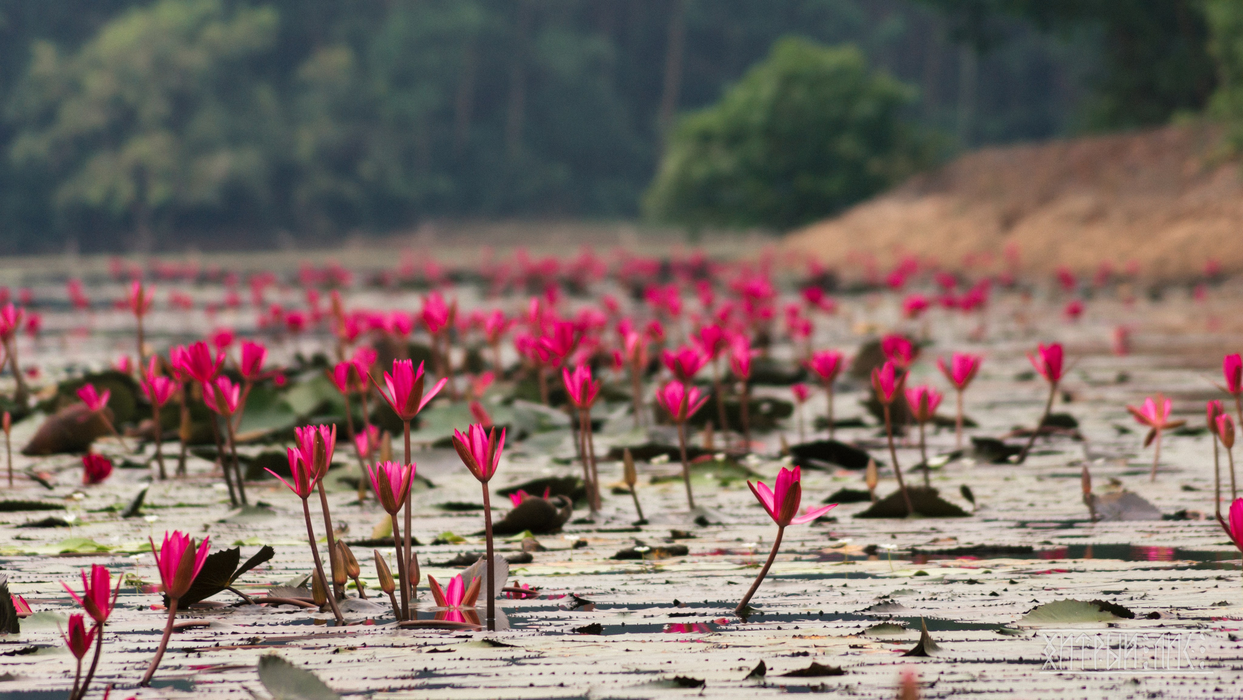 Вьетнам. Фотограф-путешественник Самойлов Максим «Sly Fox»