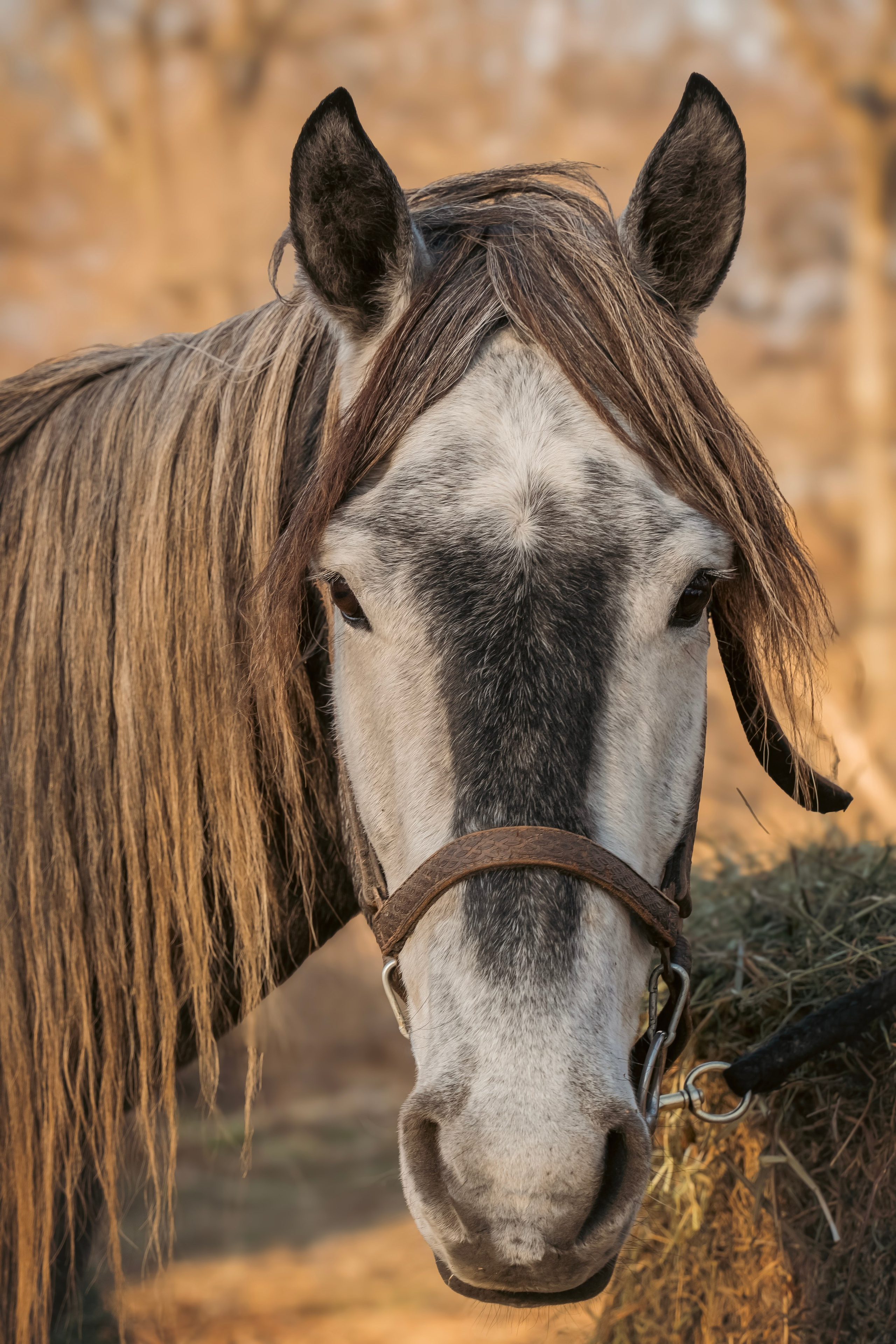 Конюшня. Семейный фотограф анималист г. Находка