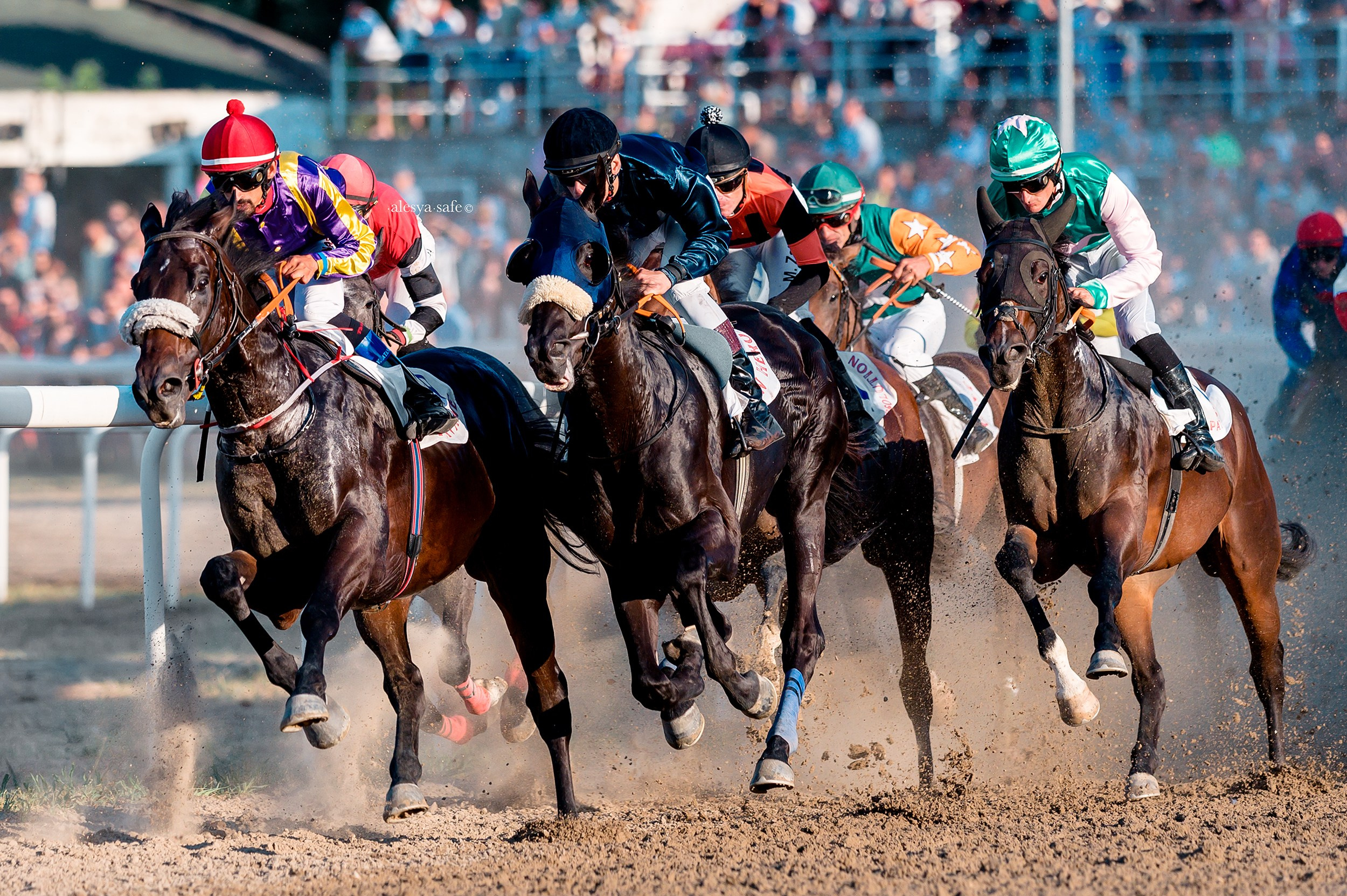 Скачки. Конный фотограф Alesya Safe