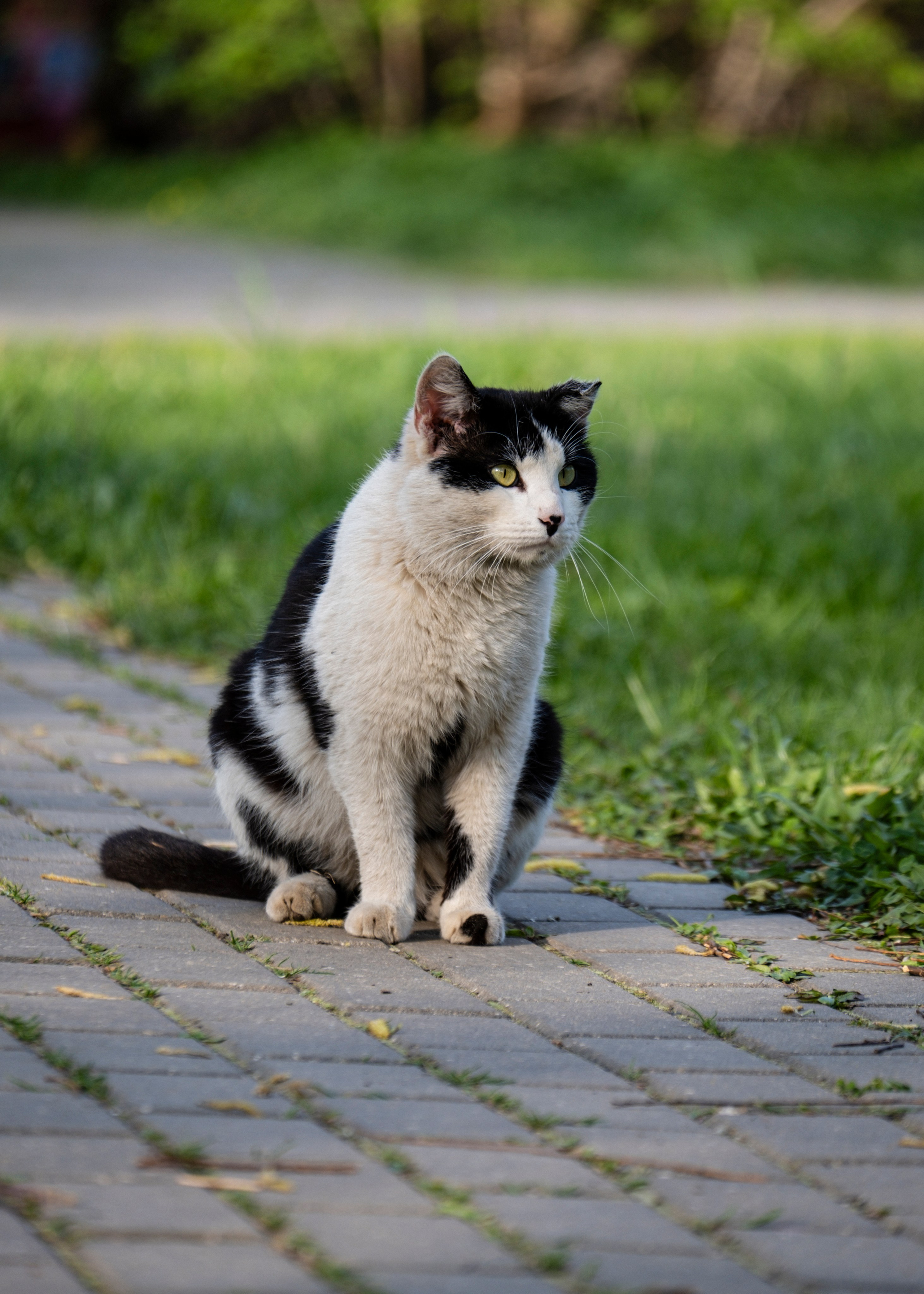 фотосессия кошек